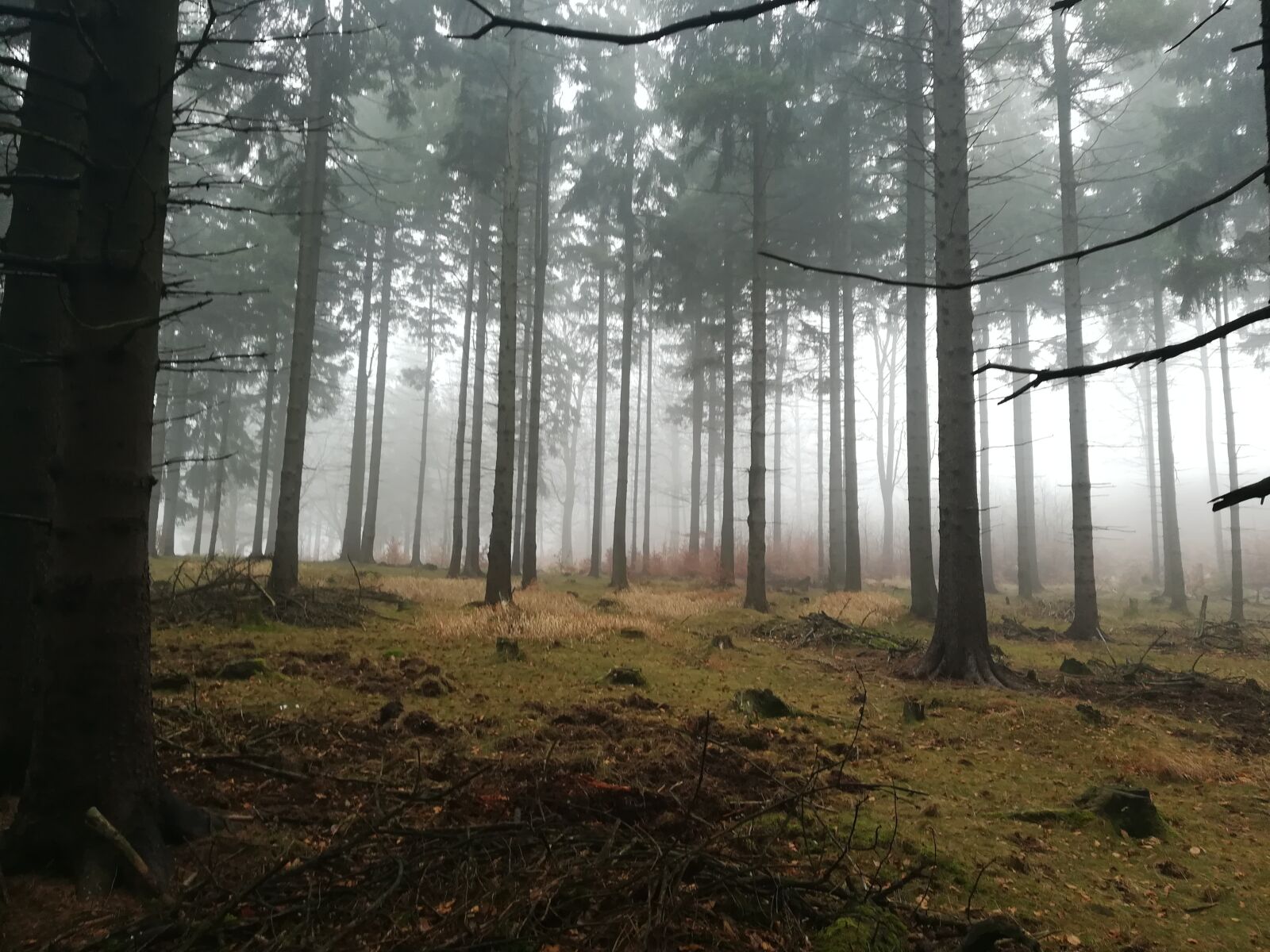 HUAWEI PRA-LX1 sample photo. Trees, fog, grass photography