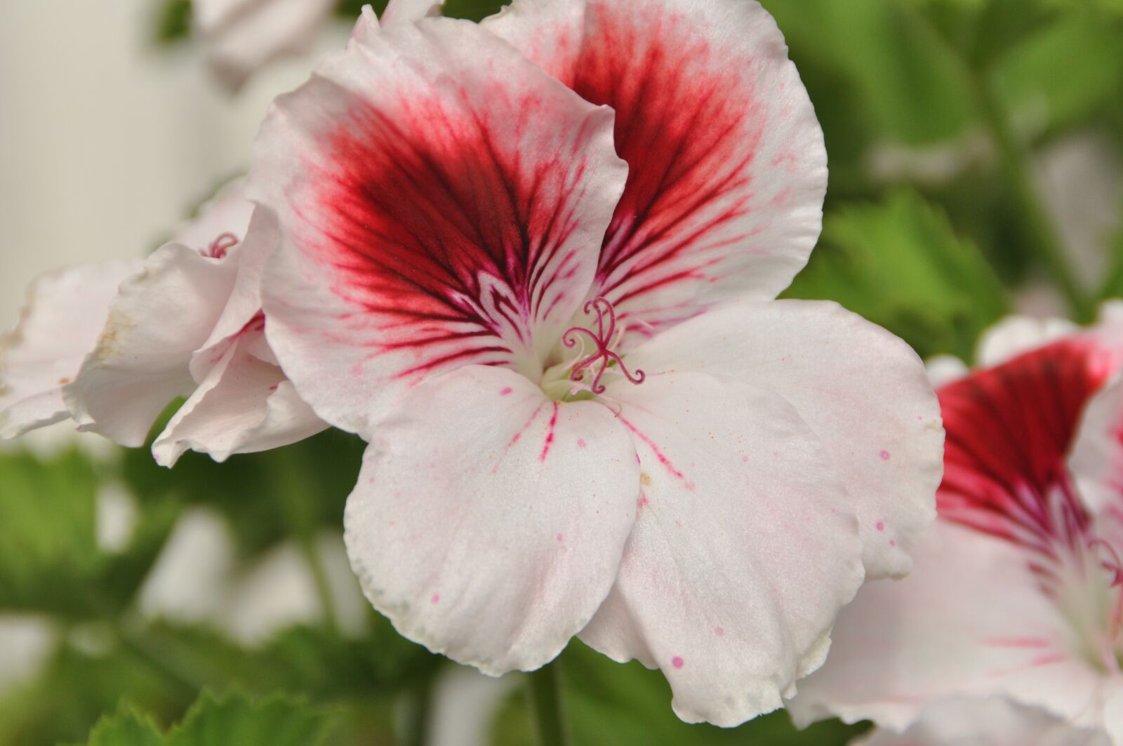 Nikon D5000 sample photo. Geranium, flower, pink flower photography