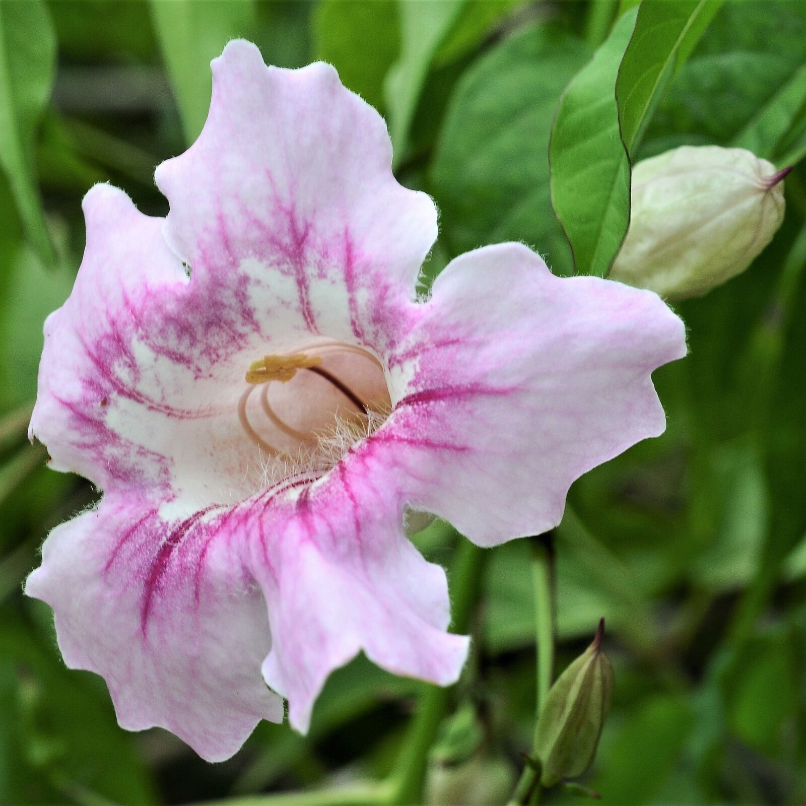 Nikon D300 sample photo. Flower, plant, nature photography
