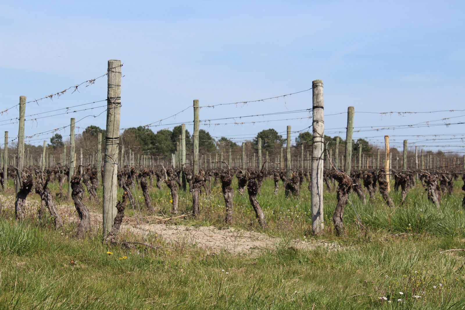 Canon EOS 1200D (EOS Rebel T5 / EOS Kiss X70 / EOS Hi) sample photo. Vine, occitania, france photography