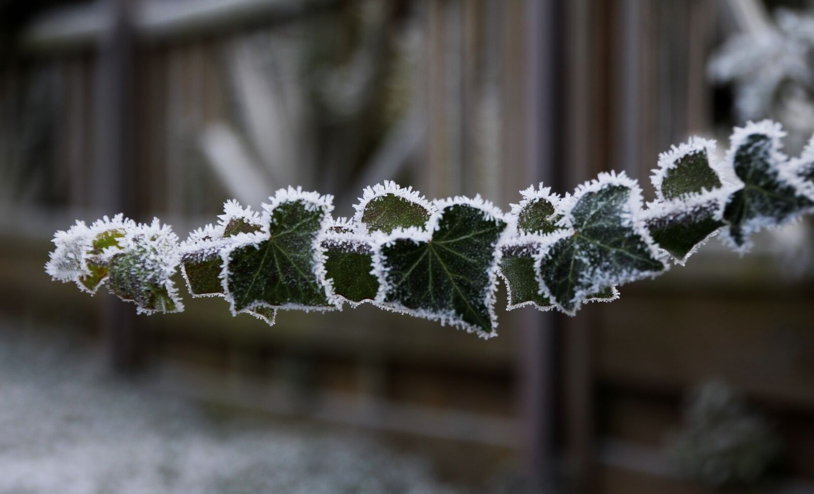 Canon EOS 650D (EOS Rebel T4i / EOS Kiss X6i) sample photo. Frozen, frost, iced photography