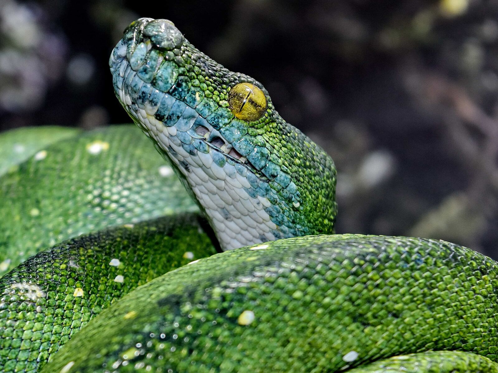 Nikon D5500 sample photo. Detail, eye, green snake photography