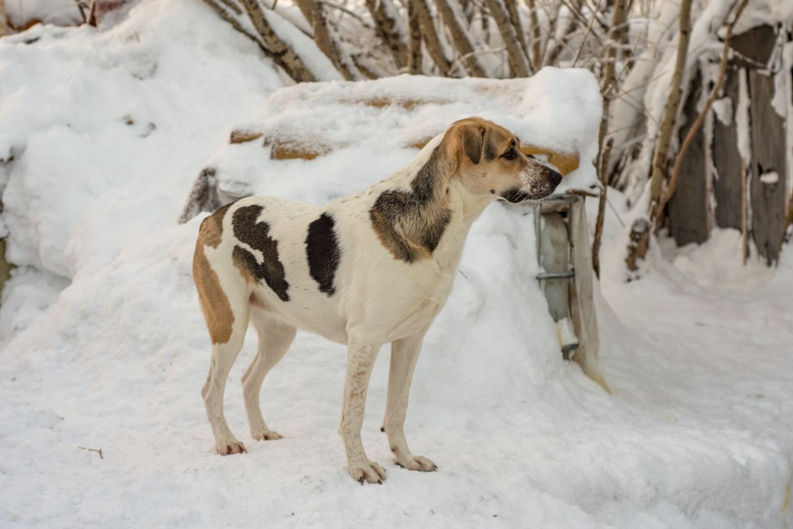 Nikon D7200 sample photo. Dog, winter, day photography