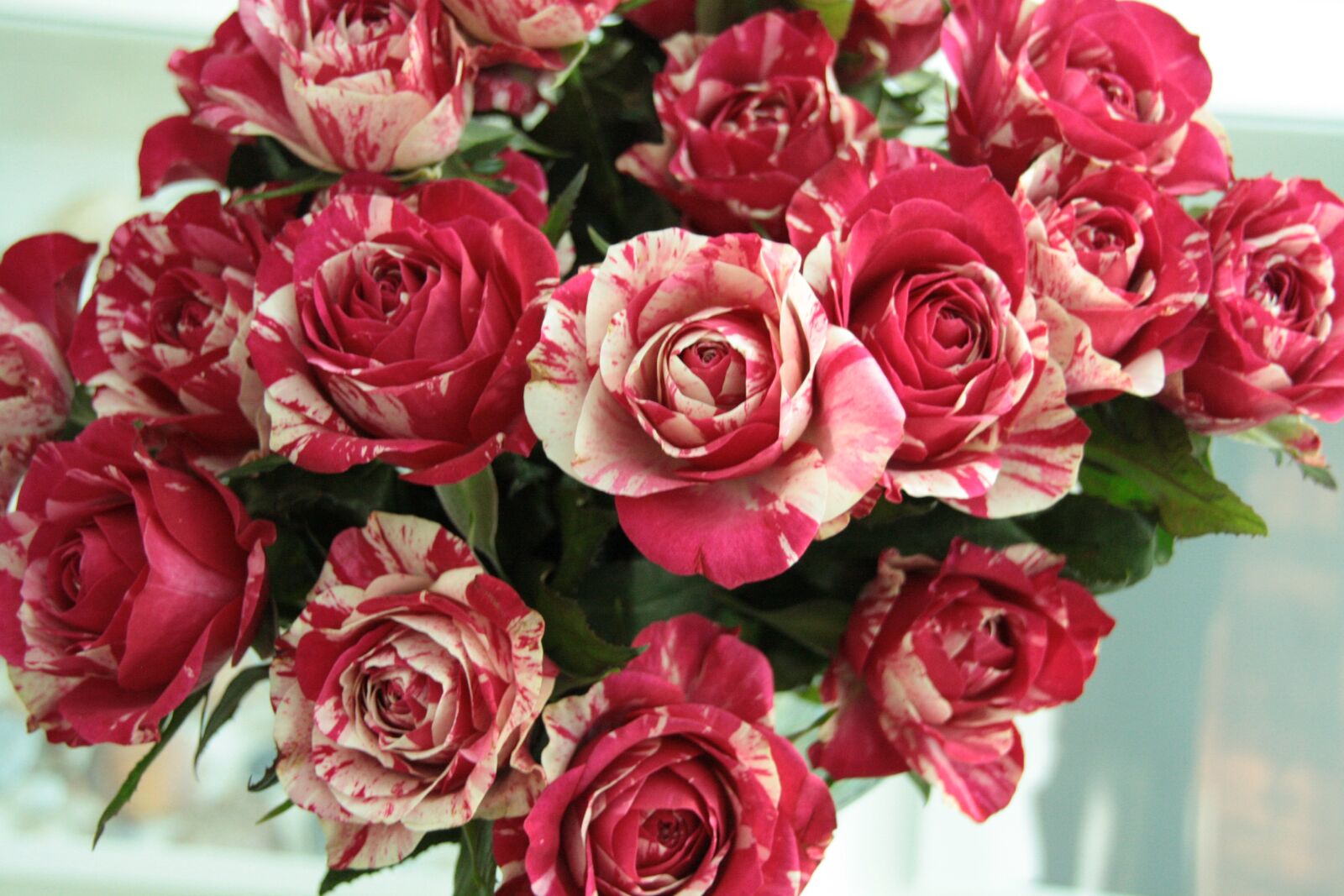 Canon EOS 1000D (EOS Digital Rebel XS / EOS Kiss F) sample photo. Rose, flowers, red photography