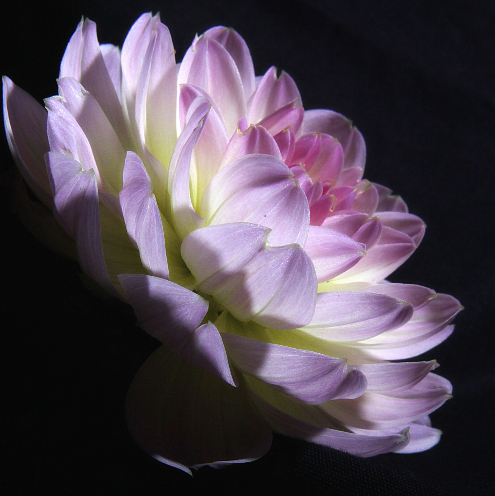 Canon EOS 50D sample photo. Flower, flora, nature photography