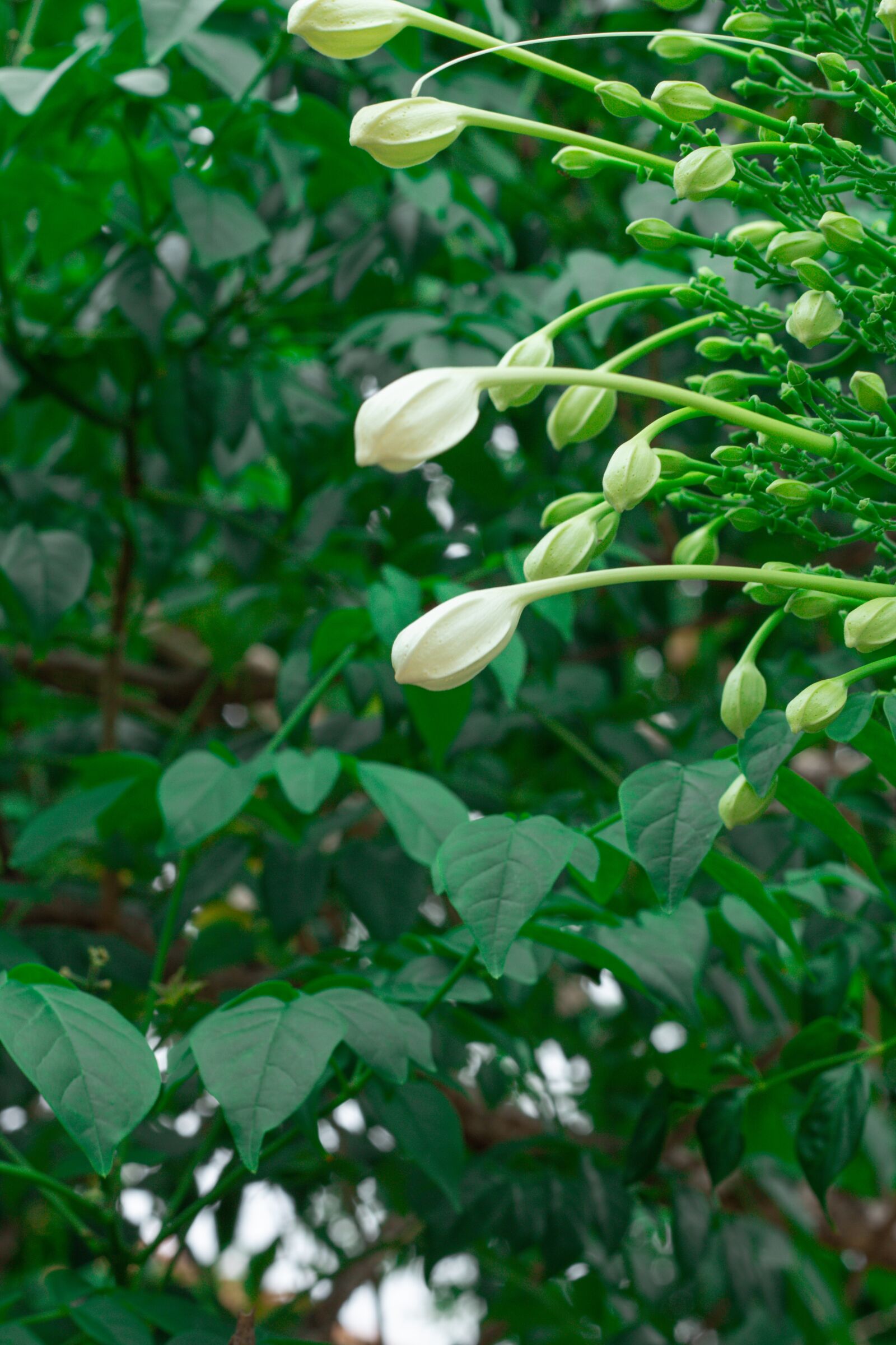 Canon EOS 700D (EOS Rebel T5i / EOS Kiss X7i) sample photo. Flower, plant, flowers photography