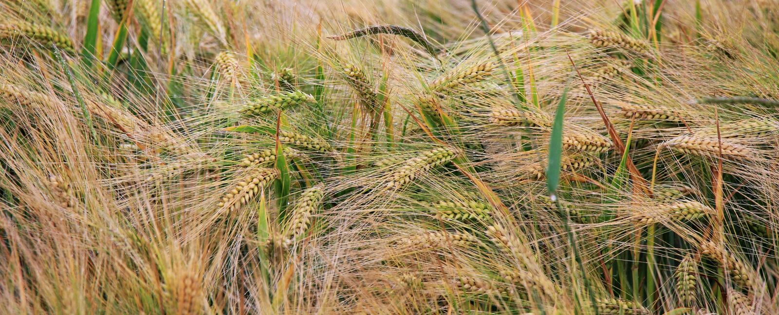 Canon EOS 550D (EOS Rebel T2i / EOS Kiss X4) sample photo. Nature, seed, dry, agriculture photography