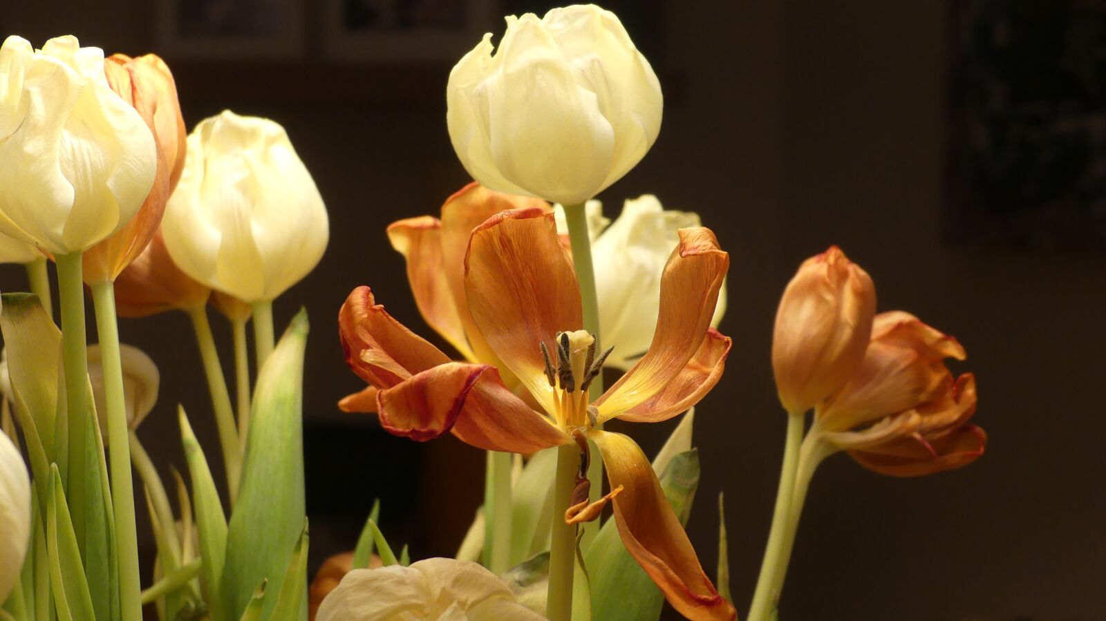 Panasonic Lumix DMC-FZ300 sample photo. Nature, flower, tulip photography