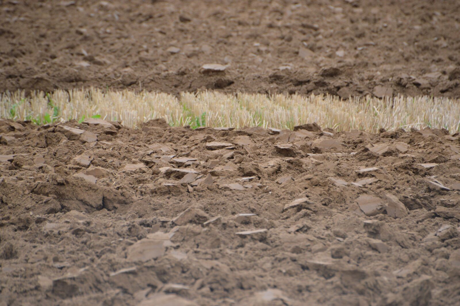 Nikon D3200 sample photo. Earth, nature, agriculture photography