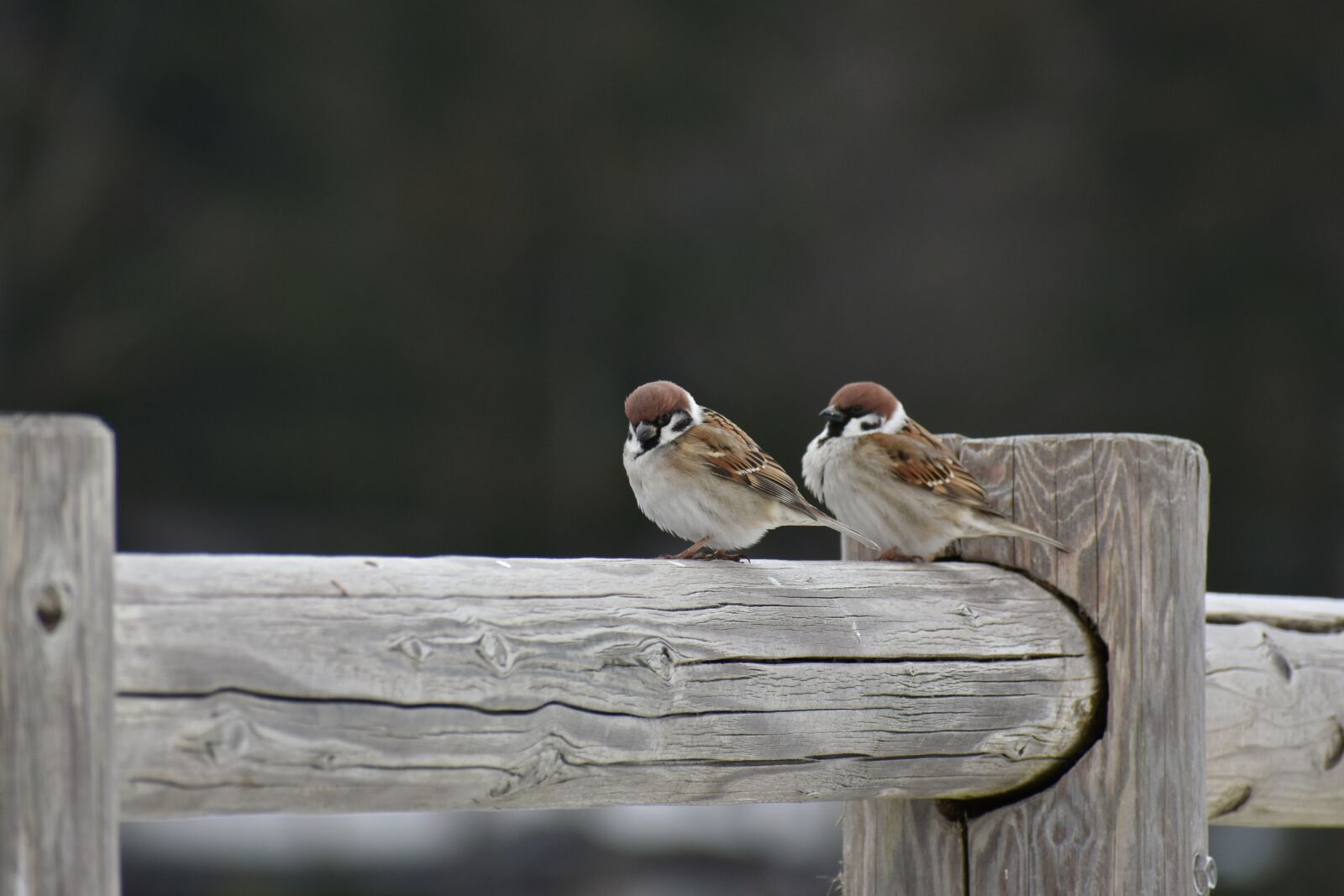 Nikon D7200 sample photo. Animal, wood, bird photography