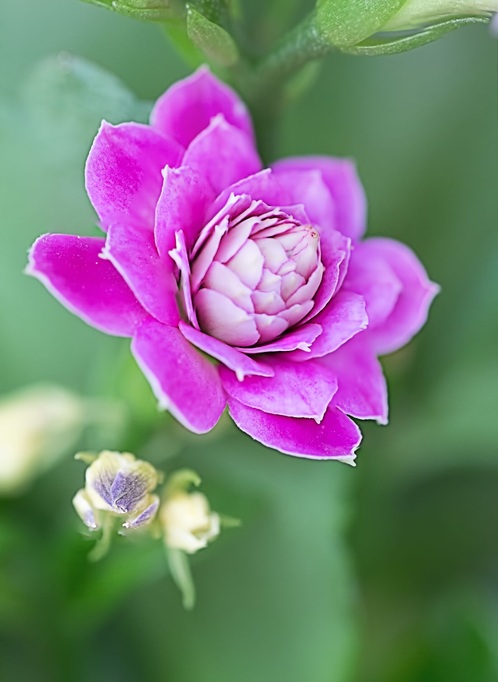 Canon EOS 5D Mark III sample photo. Flower, nature, flora photography