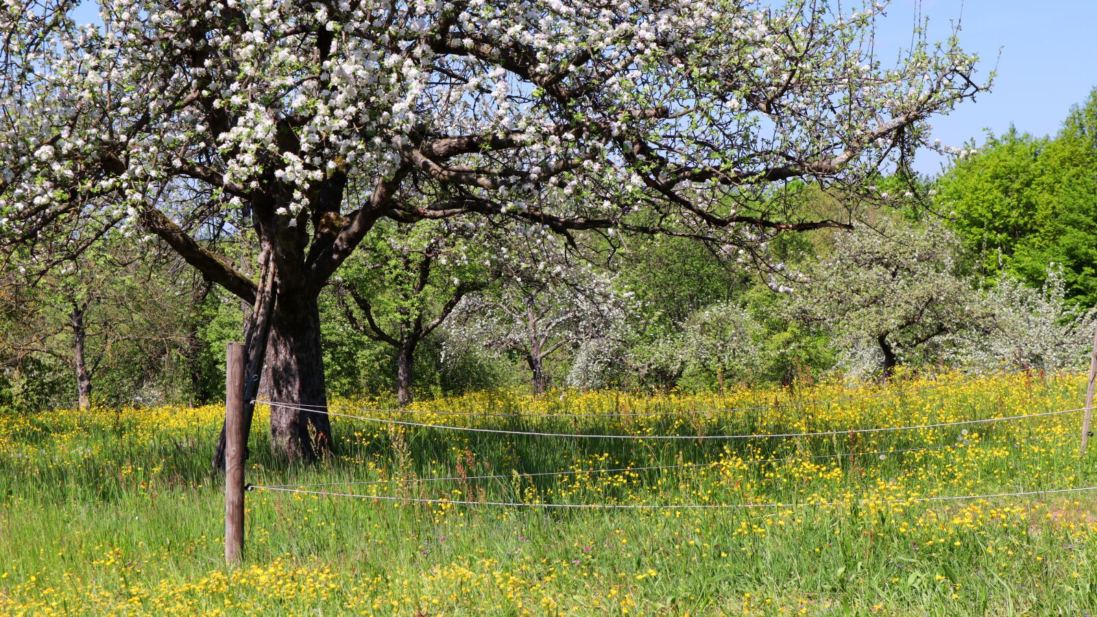 Canon EF-M 15-45mm F3.5-6.3 IS STM sample photo. Meadow, fruit tree, apple photography