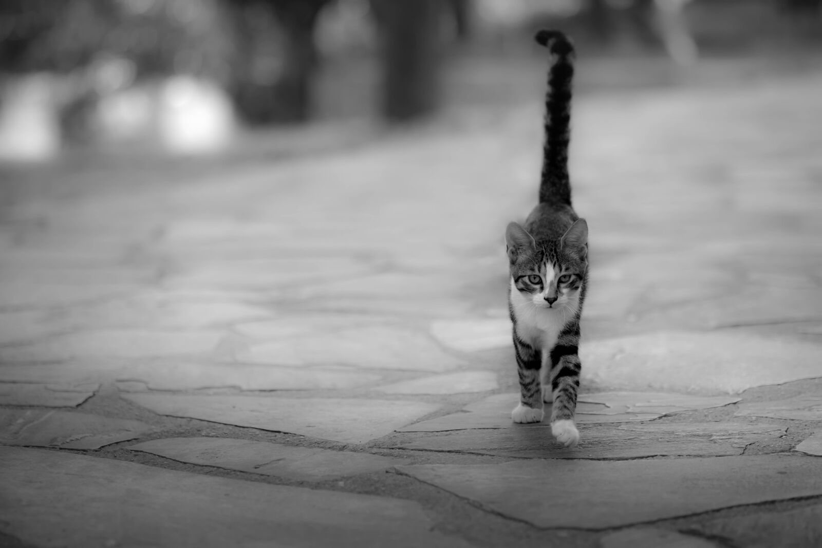 Fujifilm XF 90mm F2 R LM WR sample photo. Kitten, black and white photography