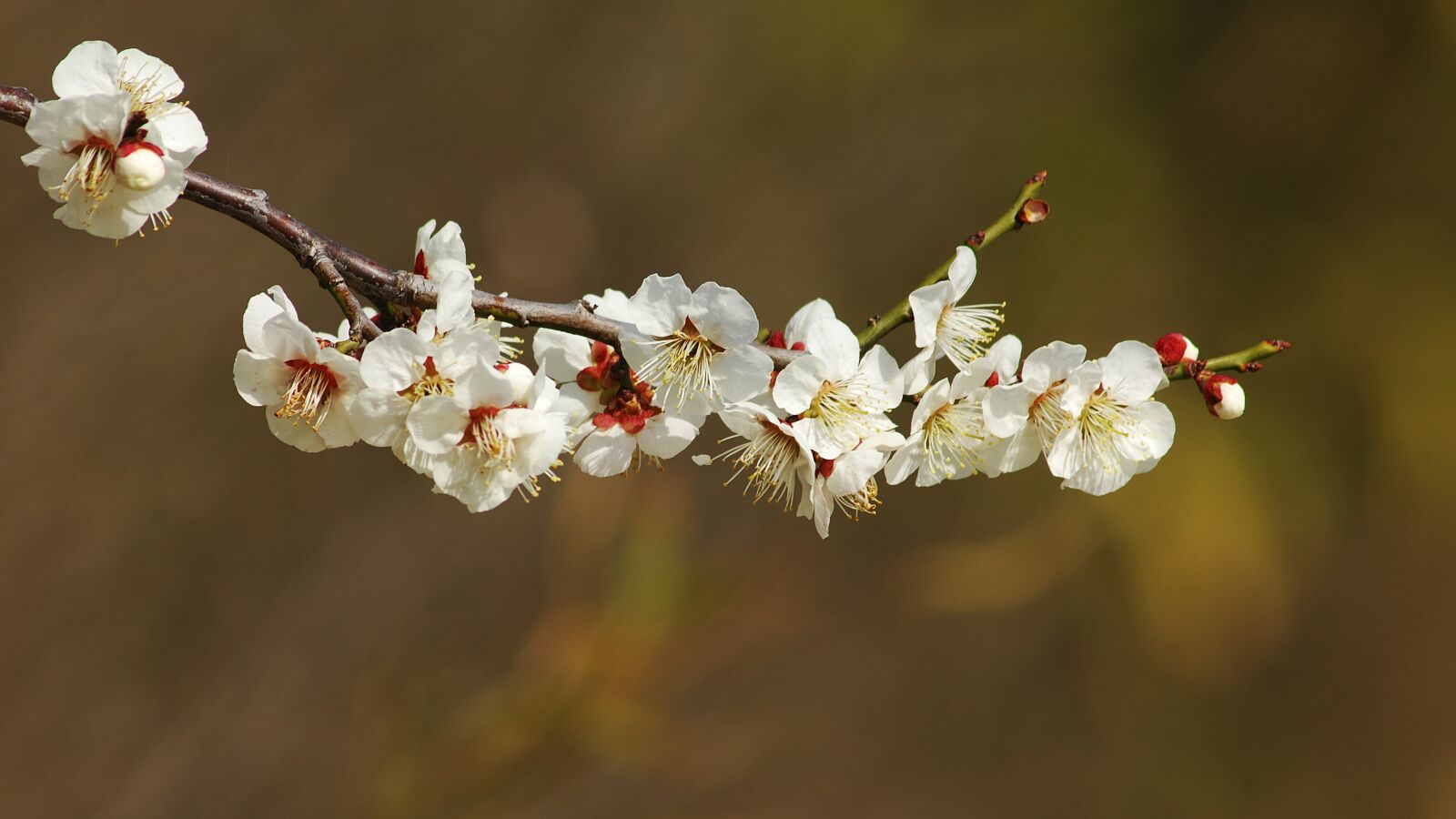 Nikon D2Xs sample photo. Cherry flowers, white, beauty photography