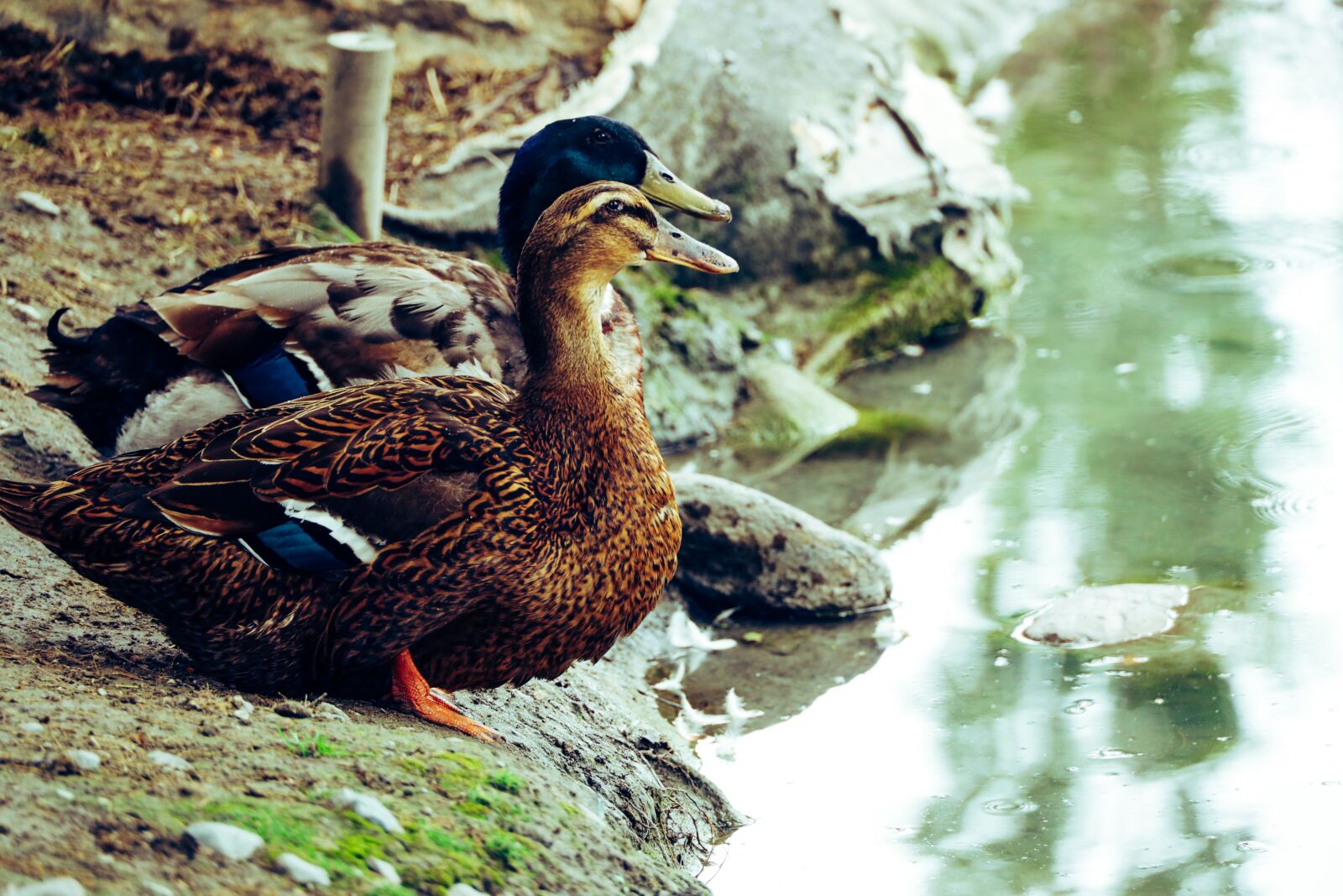 Canon EOS R sample photo. Ducks, animal, water photography
