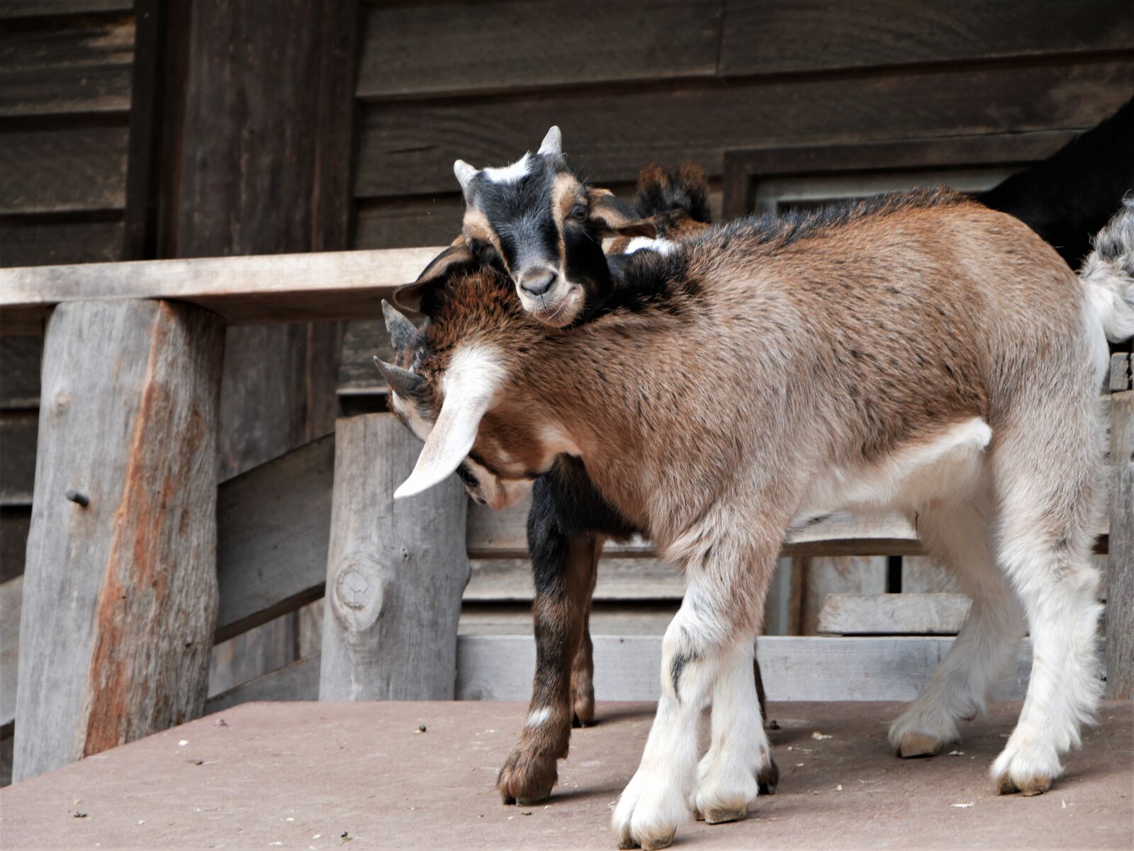Panasonic DMC-G70 sample photo. Goats, zoo, snuggle photography