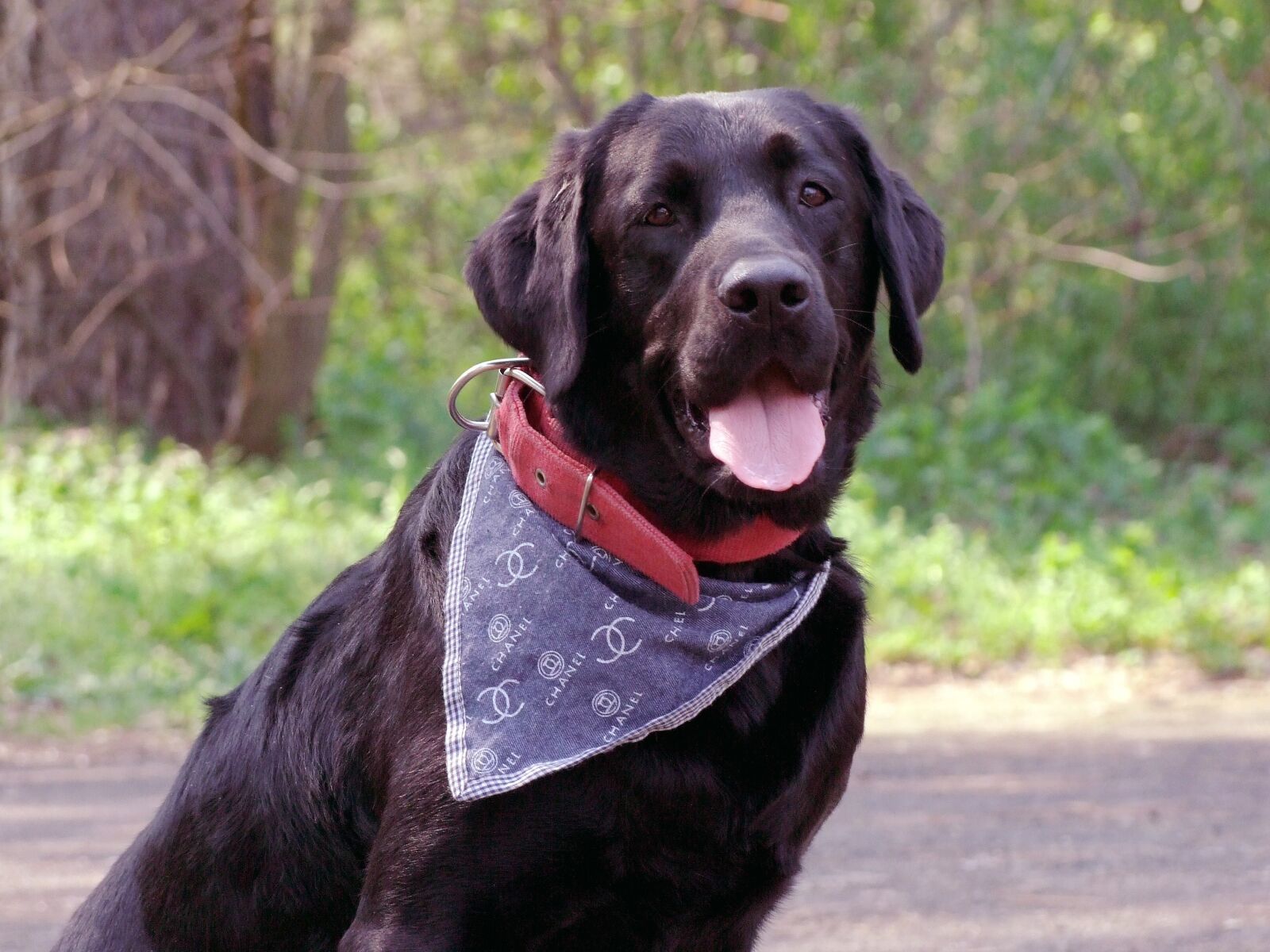 Fujifilm FinePix S100fs sample photo. Dog, labrador, man friend photography