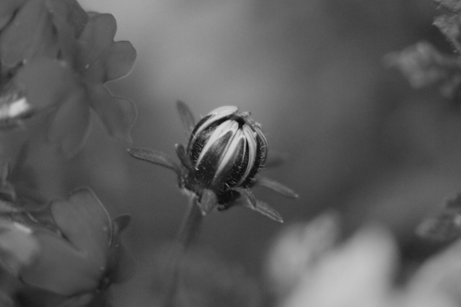 Canon EOS M5 sample photo. Black and white, flower photography