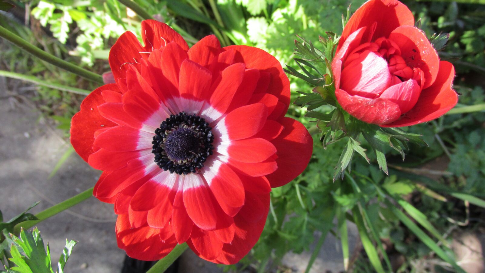 Canon PowerShot SX170 IS sample photo. Anemone, red, flowers photography