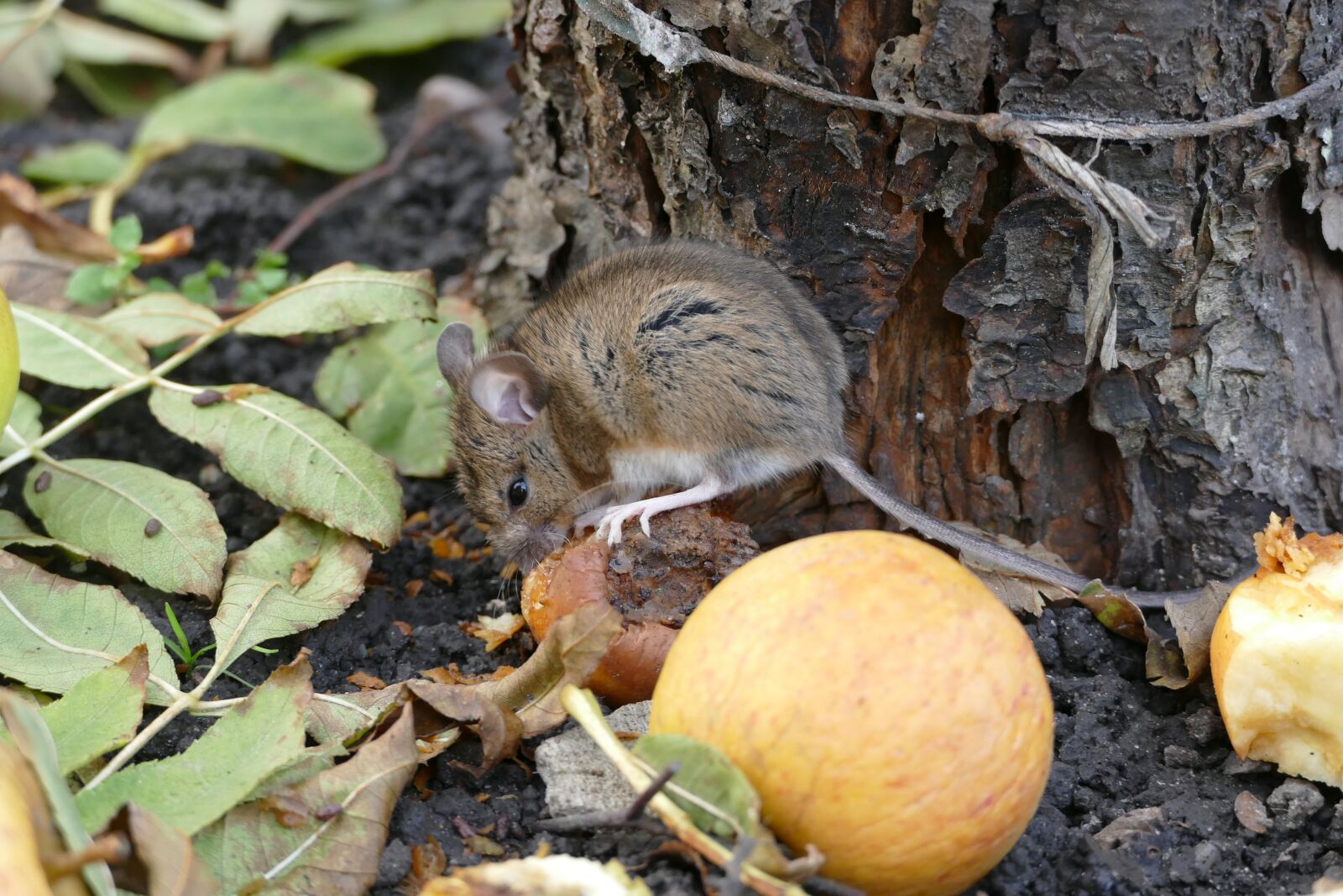 Panasonic Lumix DMC-FZ1000 sample photo. Mouse, autumn, cute photography
