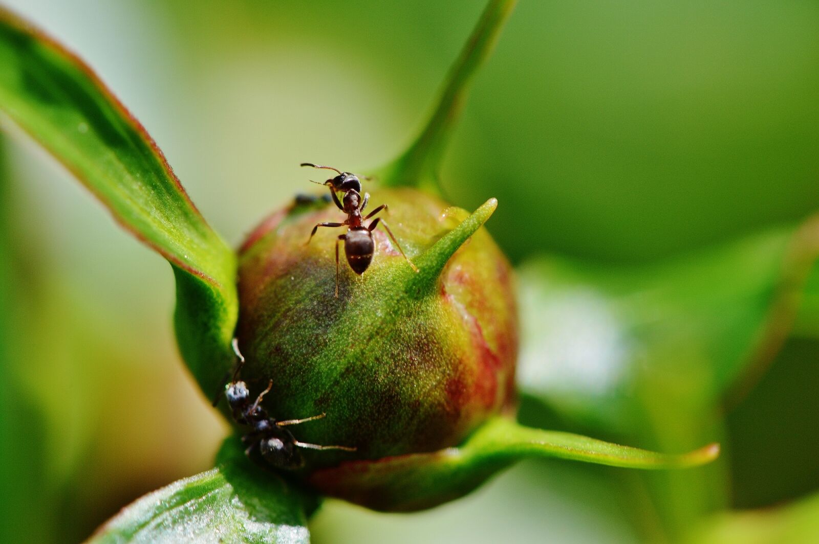 Nikon D3200 sample photo. Peony, ant, flower photography