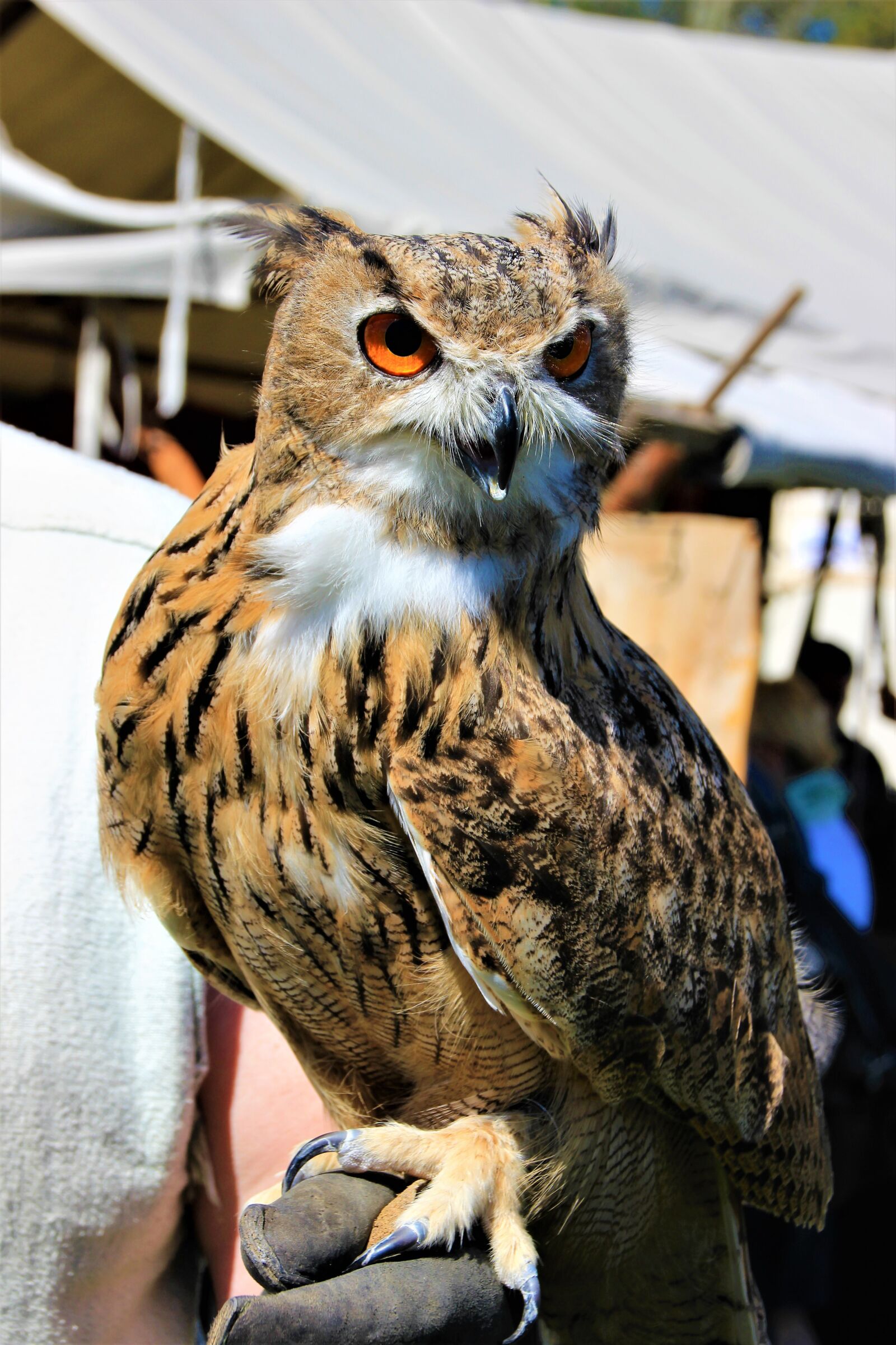 Canon EOS 600D (Rebel EOS T3i / EOS Kiss X5) sample photo. Animal world, bird, animal photography
