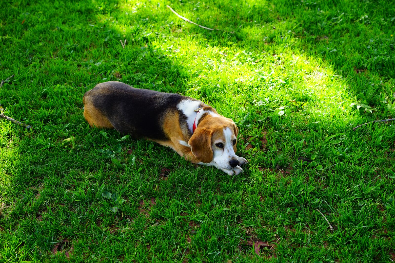 Sony a7 + Sony Sonnar T* FE 55mm F1.8 ZA sample photo. Beagle, dog, dog face photography