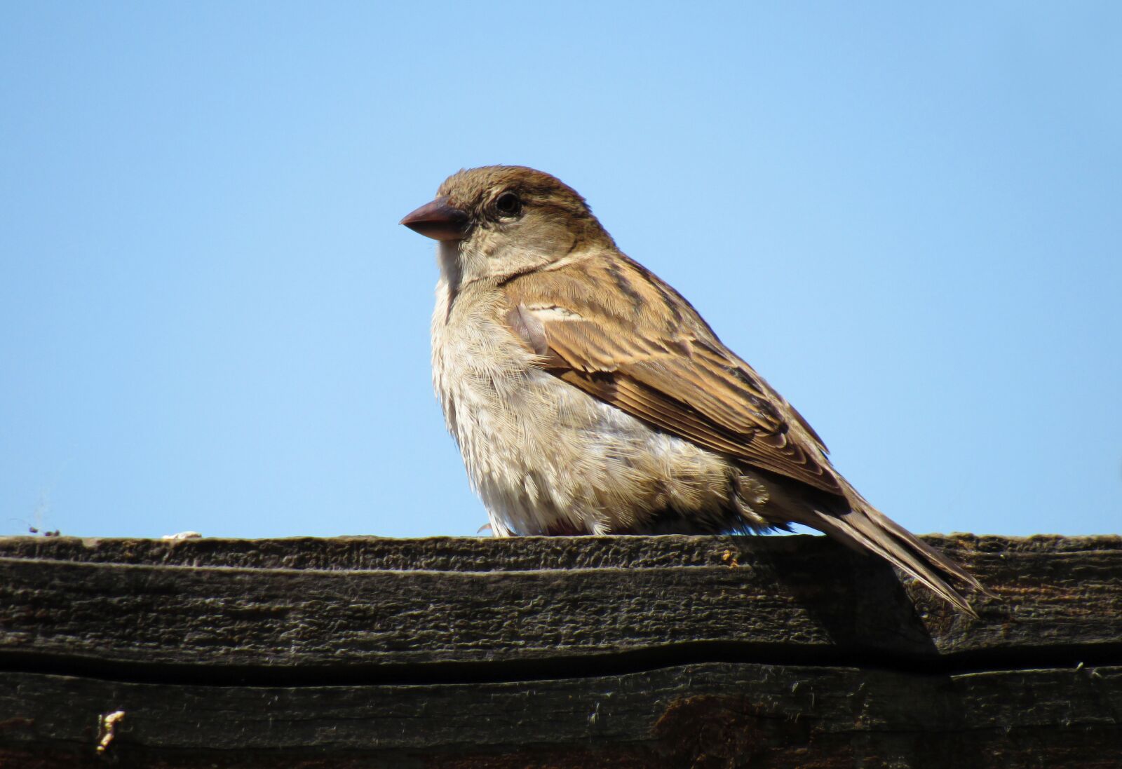 Canon PowerShot SX530 HS sample photo. Bird, perching, sky photography