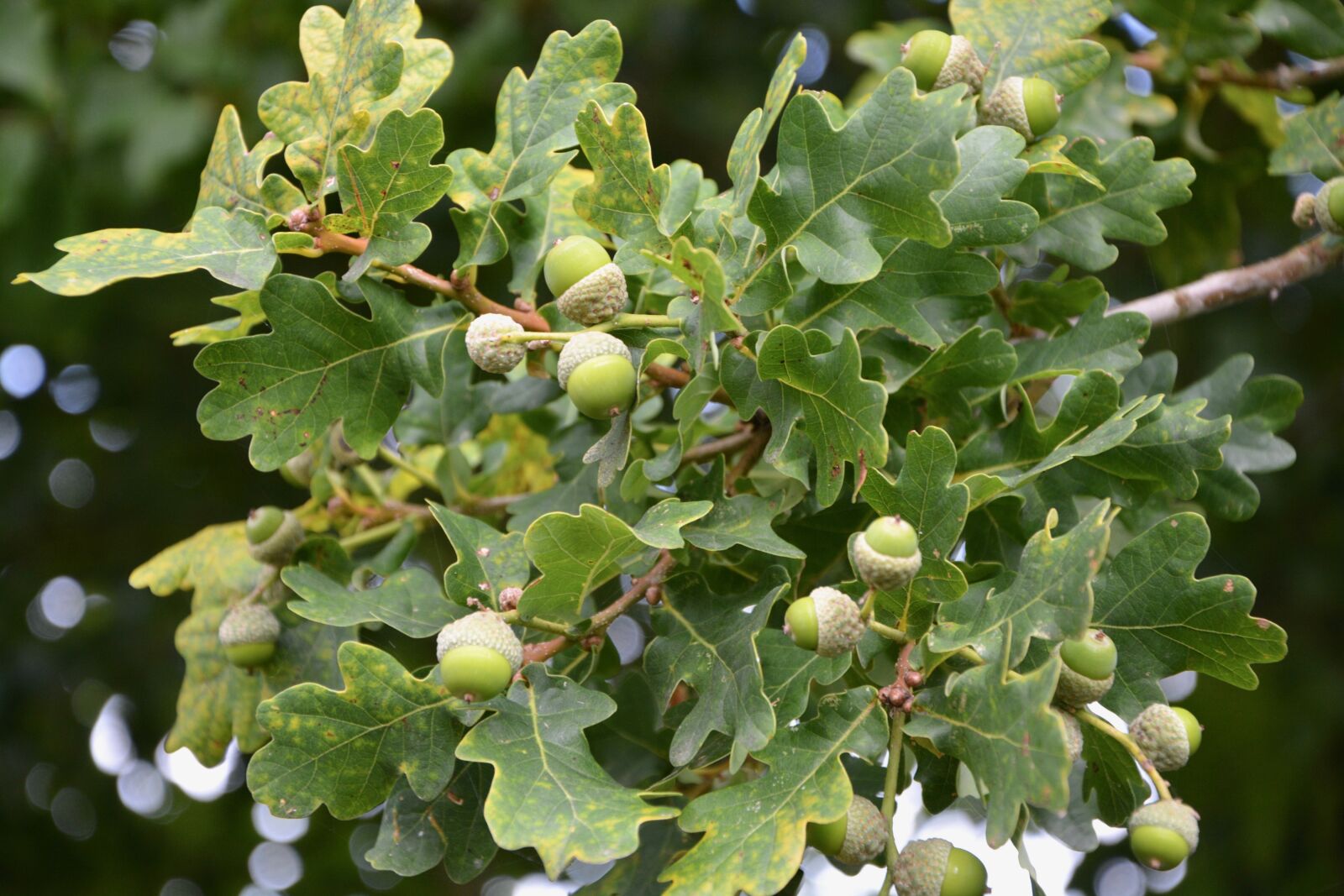 Nikon D5200 sample photo. Oak in the acorn photography