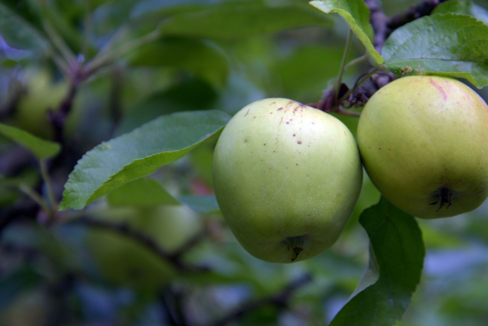 Nikon D3300 sample photo. Apple, fruit, kernobstgewaechs photography