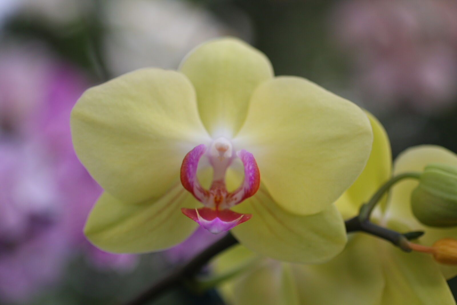 Sigma 50mm f/2.8 EX sample photo