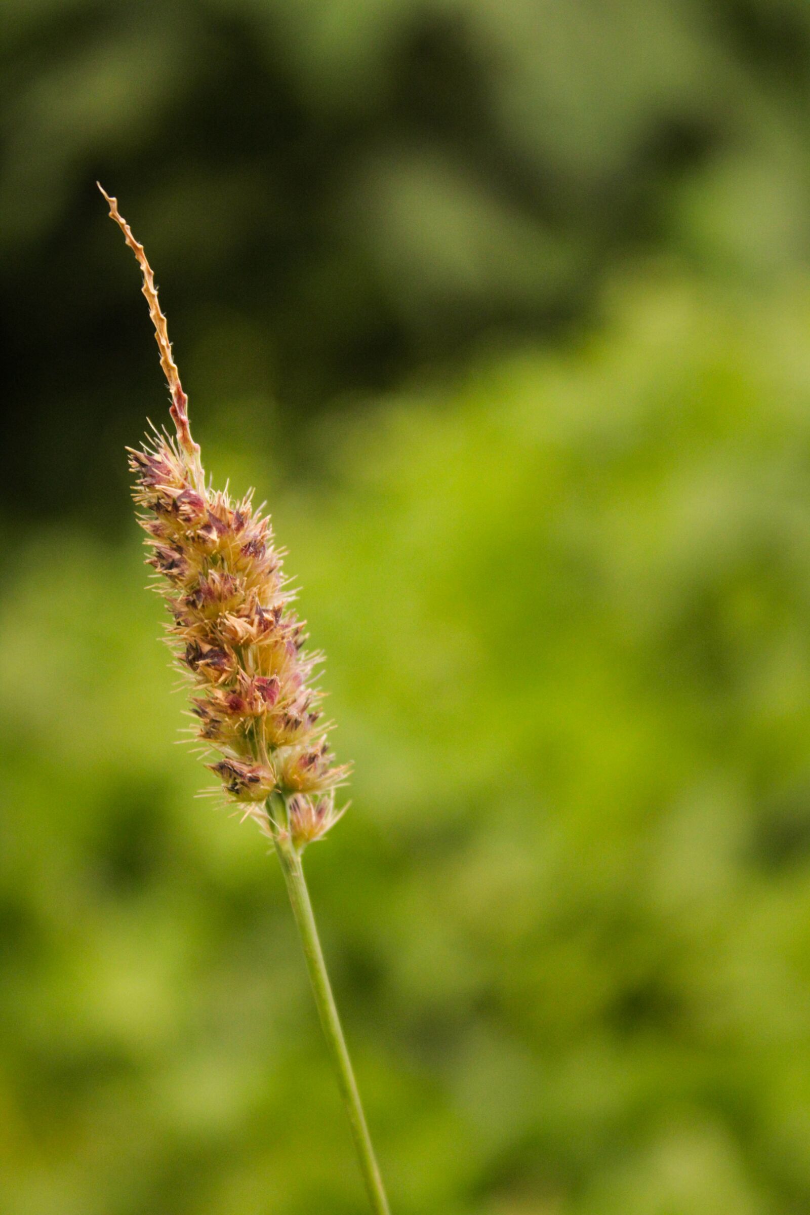 Canon EOS 60D sample photo. Plant, flowers, green photography