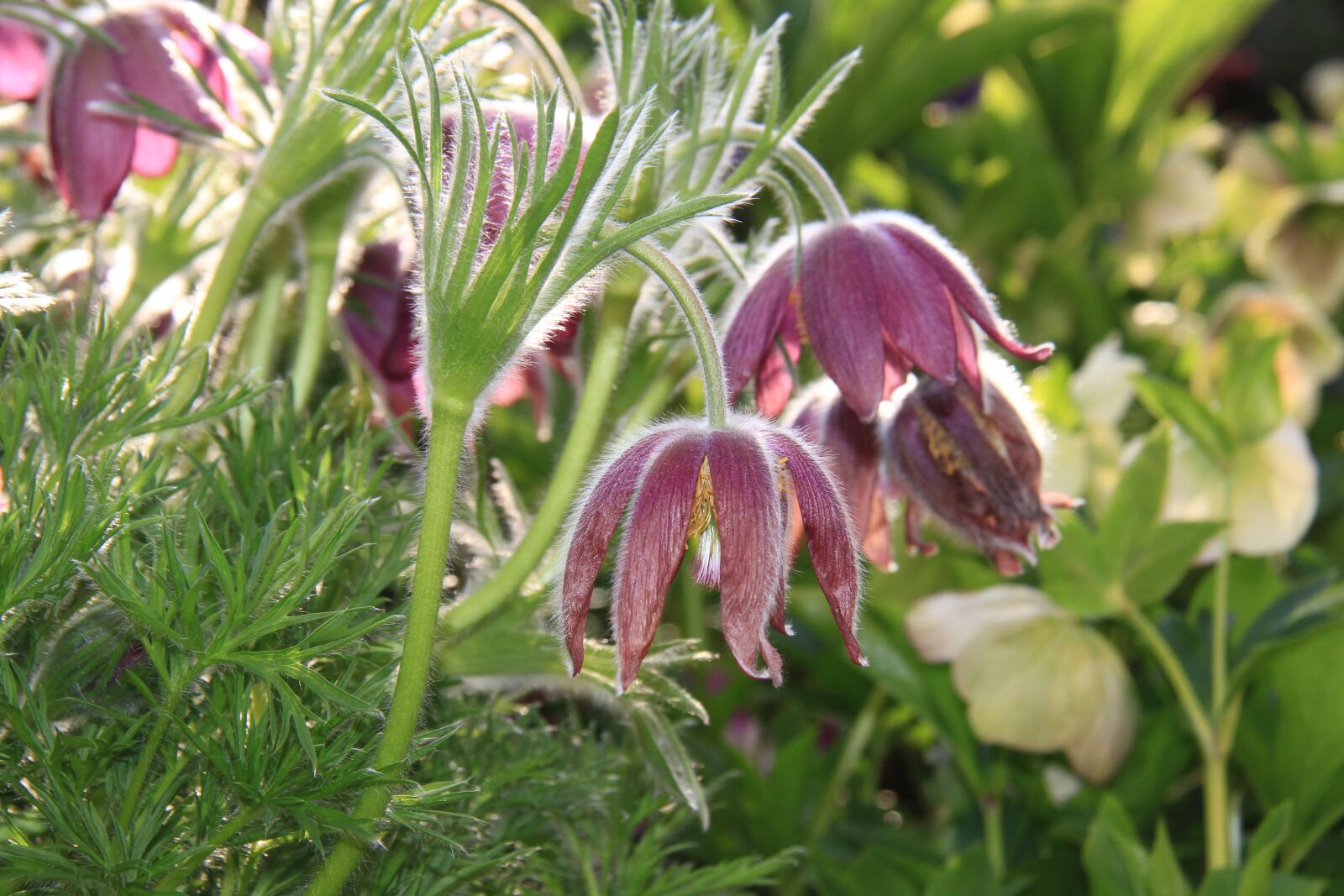 Canon EOS 7D sample photo. Anemone, flower, spring photography