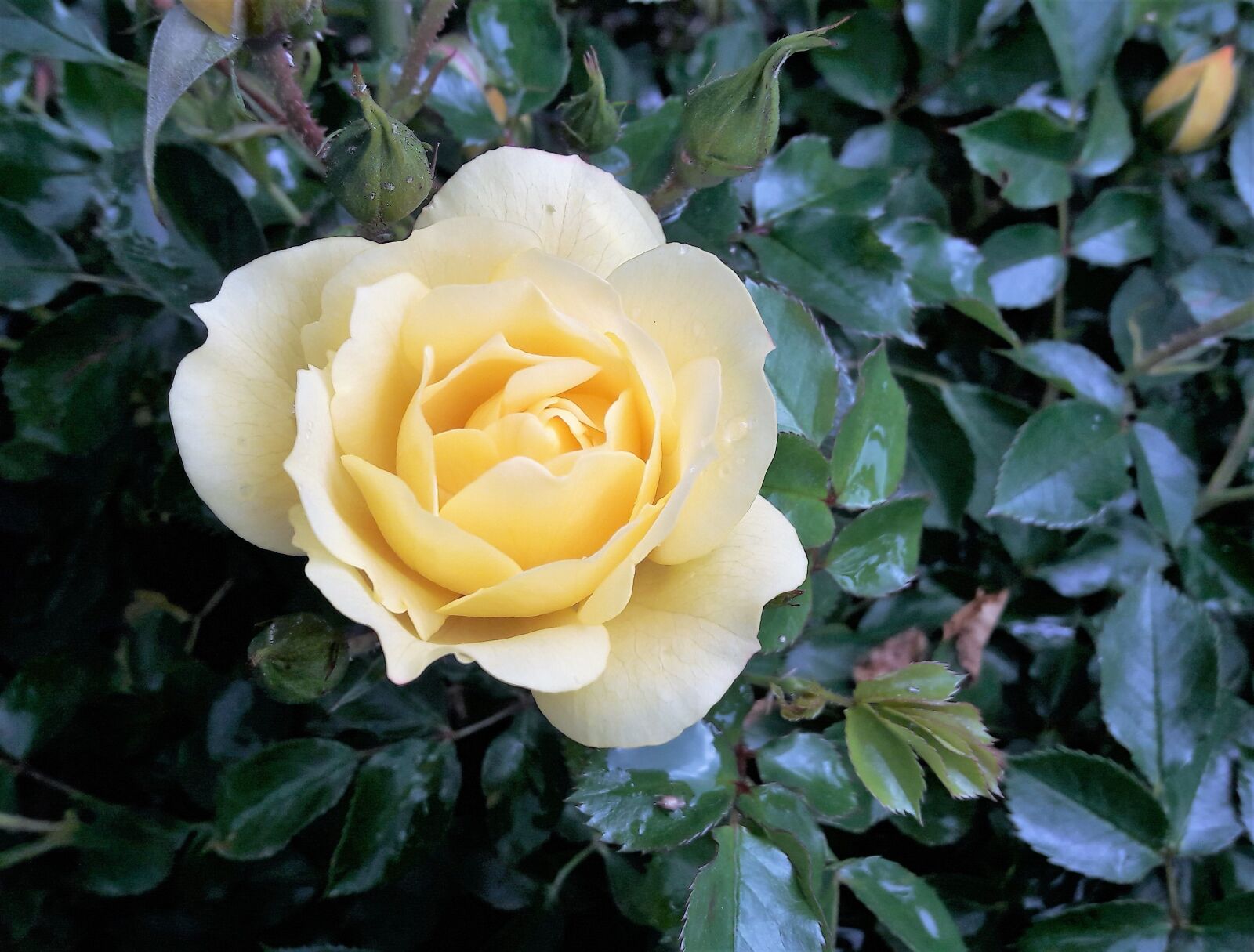 Samsung Galaxy A5(2016) sample photo. Rose, gelb, natur photography