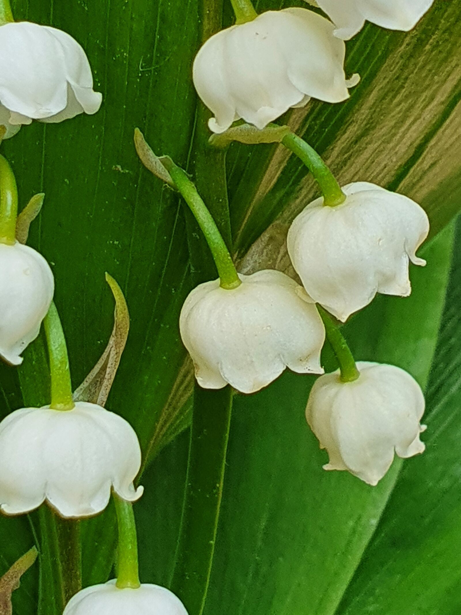 Samsung Galaxy S10+ sample photo. Flowers, lily of the photography