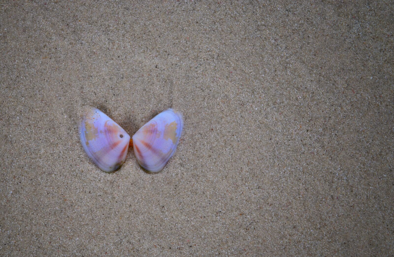 Nikon D3300 sample photo. Shell, sand, beach photography