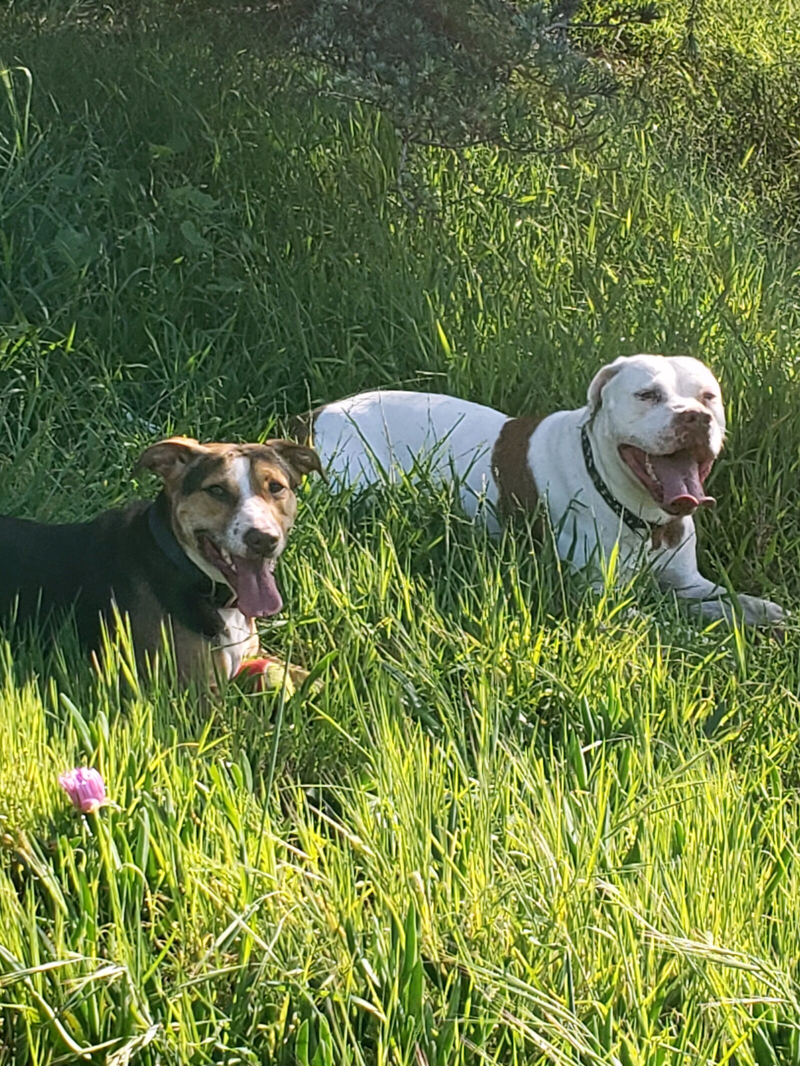 Samsung Galaxy S9 sample photo. Doggy love, brothers, four-legged photography