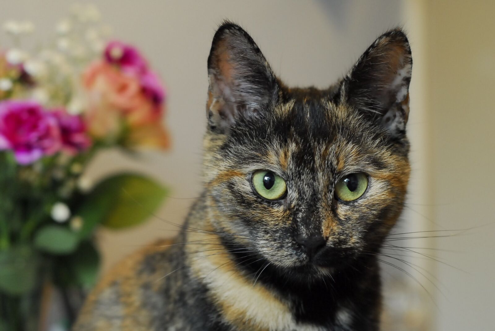 Nikon D200 sample photo. Cat, tortoiseshell, ears photography
