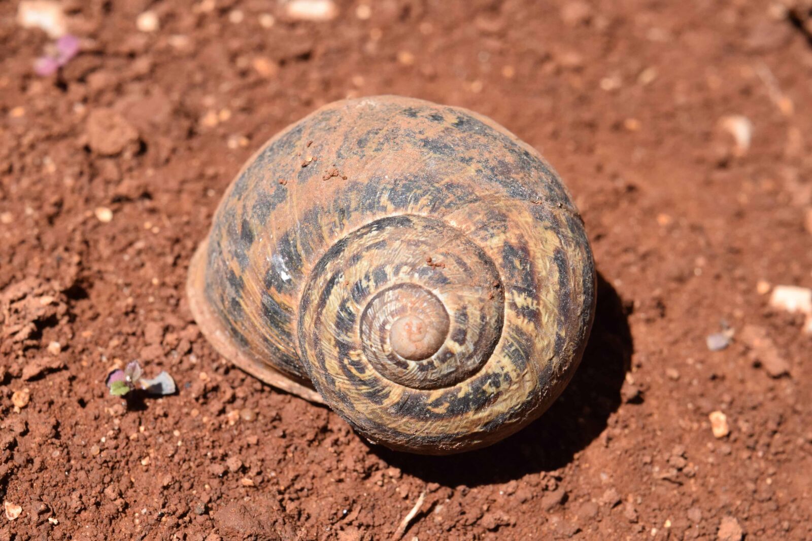 Nikon D3300 sample photo. Soil, nature, nature, gastropod photography