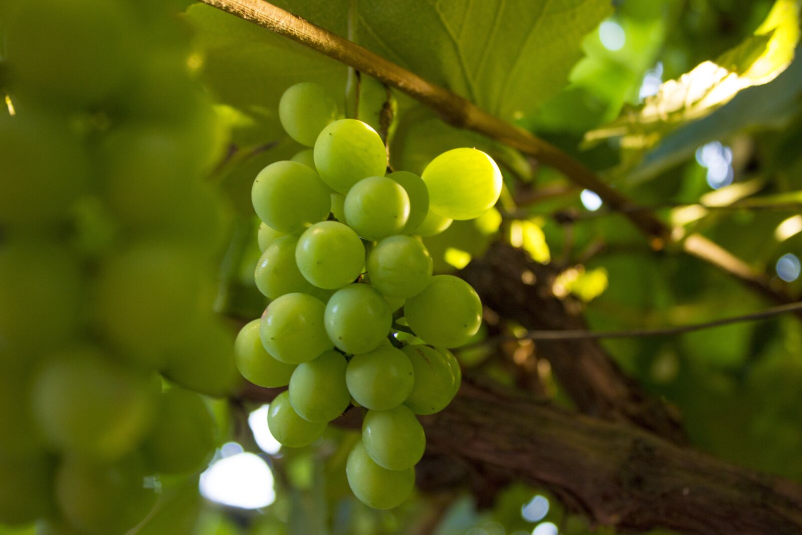 Canon EOS 600D (Rebel EOS T3i / EOS Kiss X5) sample photo. Grape, nature, fruit photography