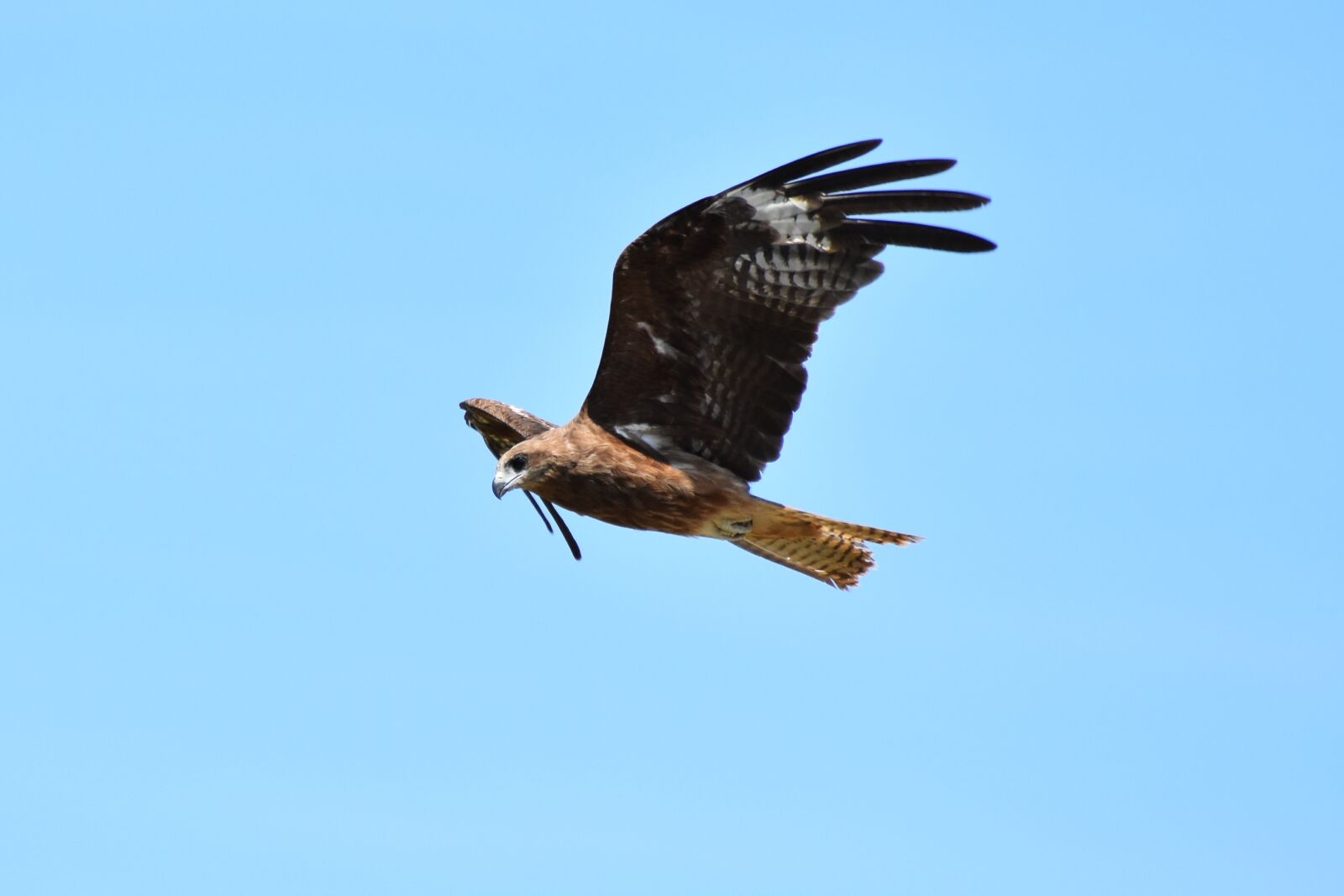 Nikon D7200 sample photo. Animal, sky, bird photography