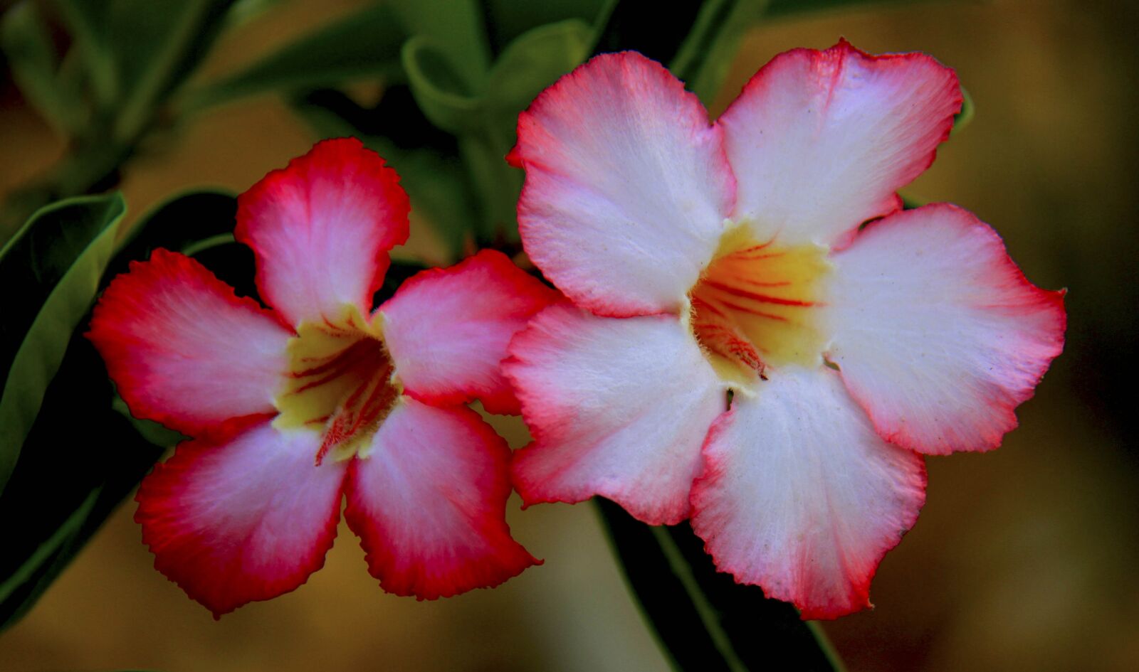 Canon EOS 7D sample photo. Flower, nature, flora photography
