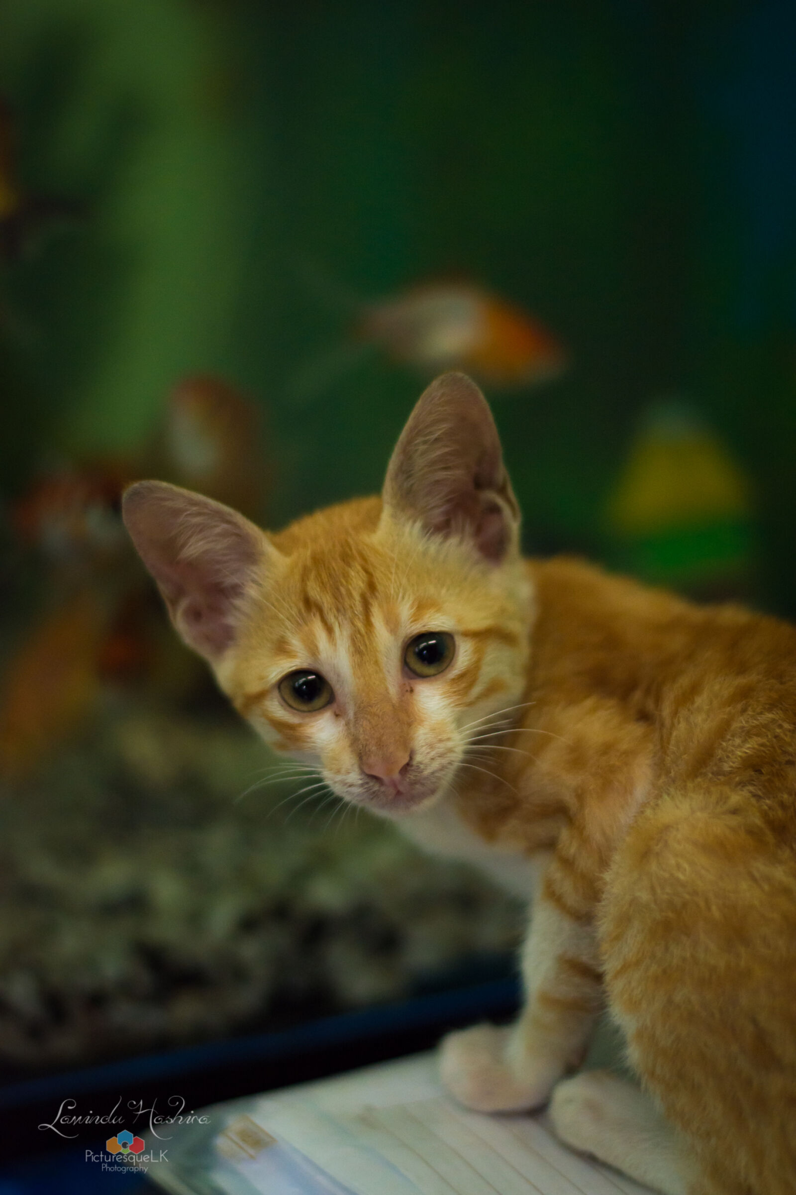 Nikon D7200 + Nikon AF-S Nikkor 50mm F1.8G sample photo. Cats, kitten, pets photography