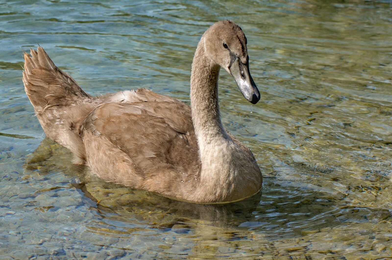 Nikon D7000 sample photo. Swan, young, nature photography