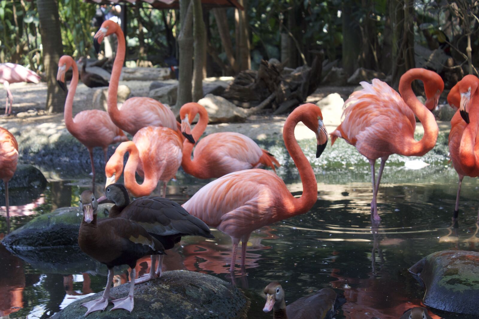 Canon EOS 1100D (EOS Rebel T3 / EOS Kiss X50) sample photo. Birds, tabasco, flemish photography