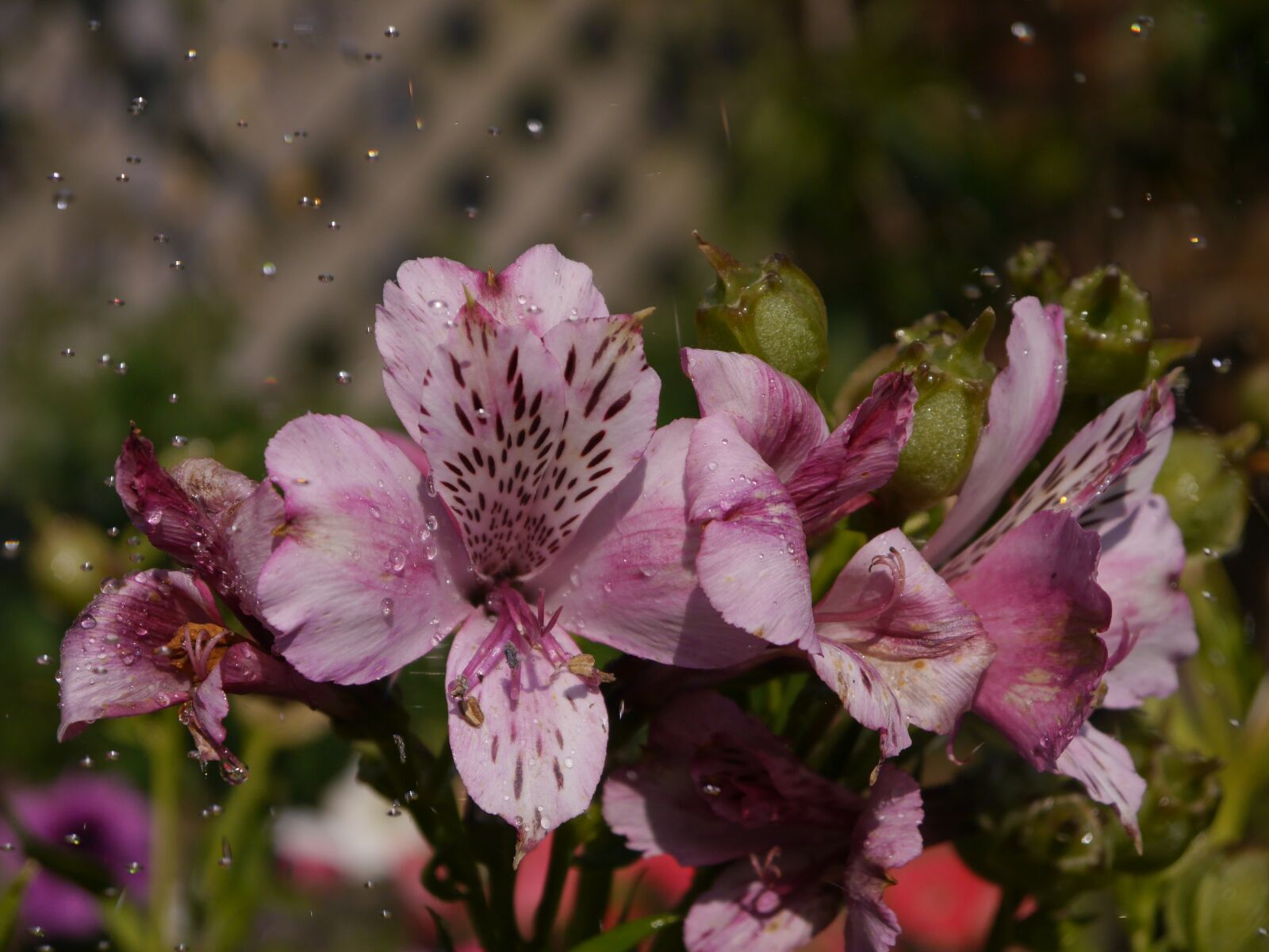 Panasonic Lumix DMC-G6 sample photo. Alstromeria, water, blooming photography