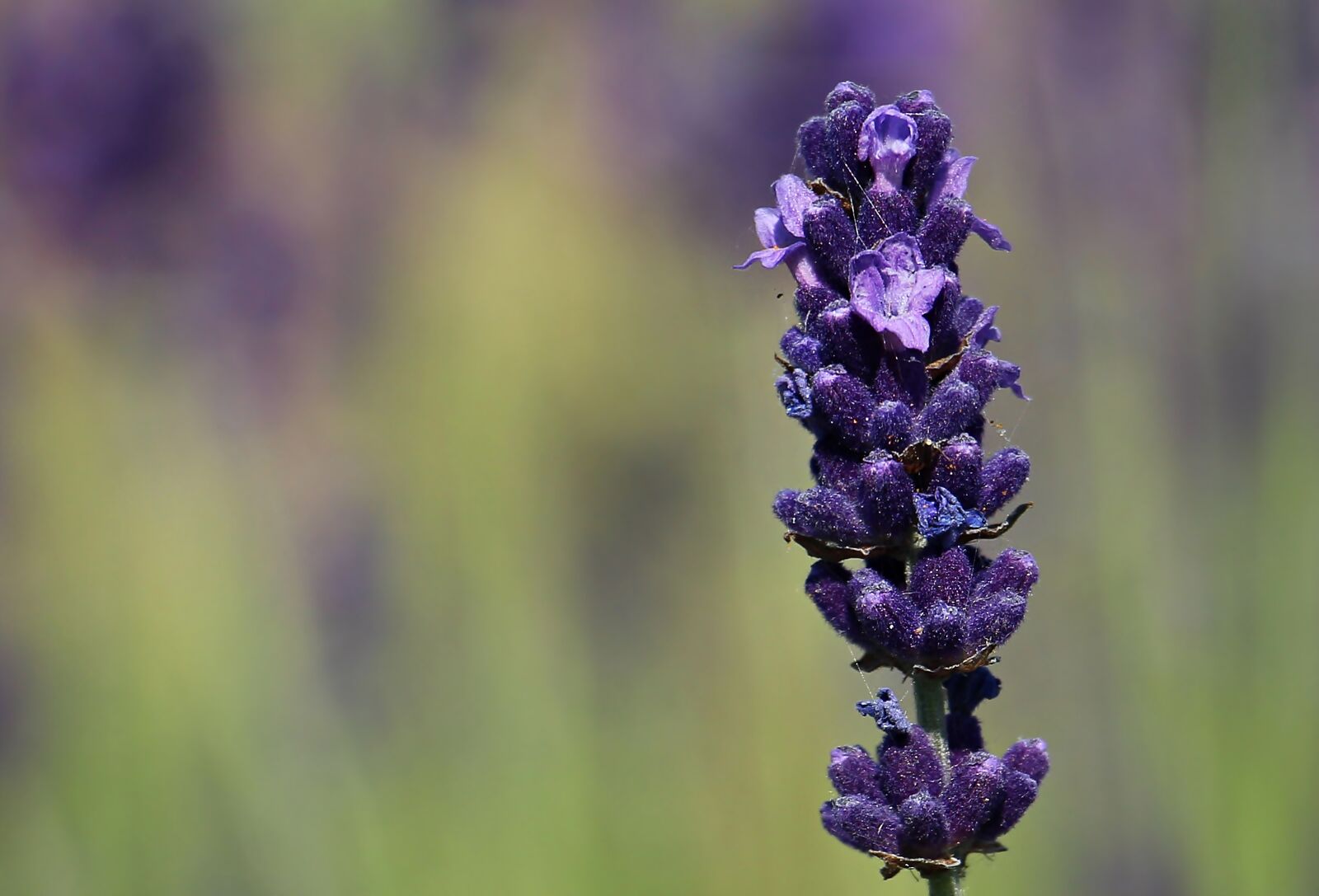 Canon EOS 100D (EOS Rebel SL1 / EOS Kiss X7) sample photo. Lavender, flower, purple photography