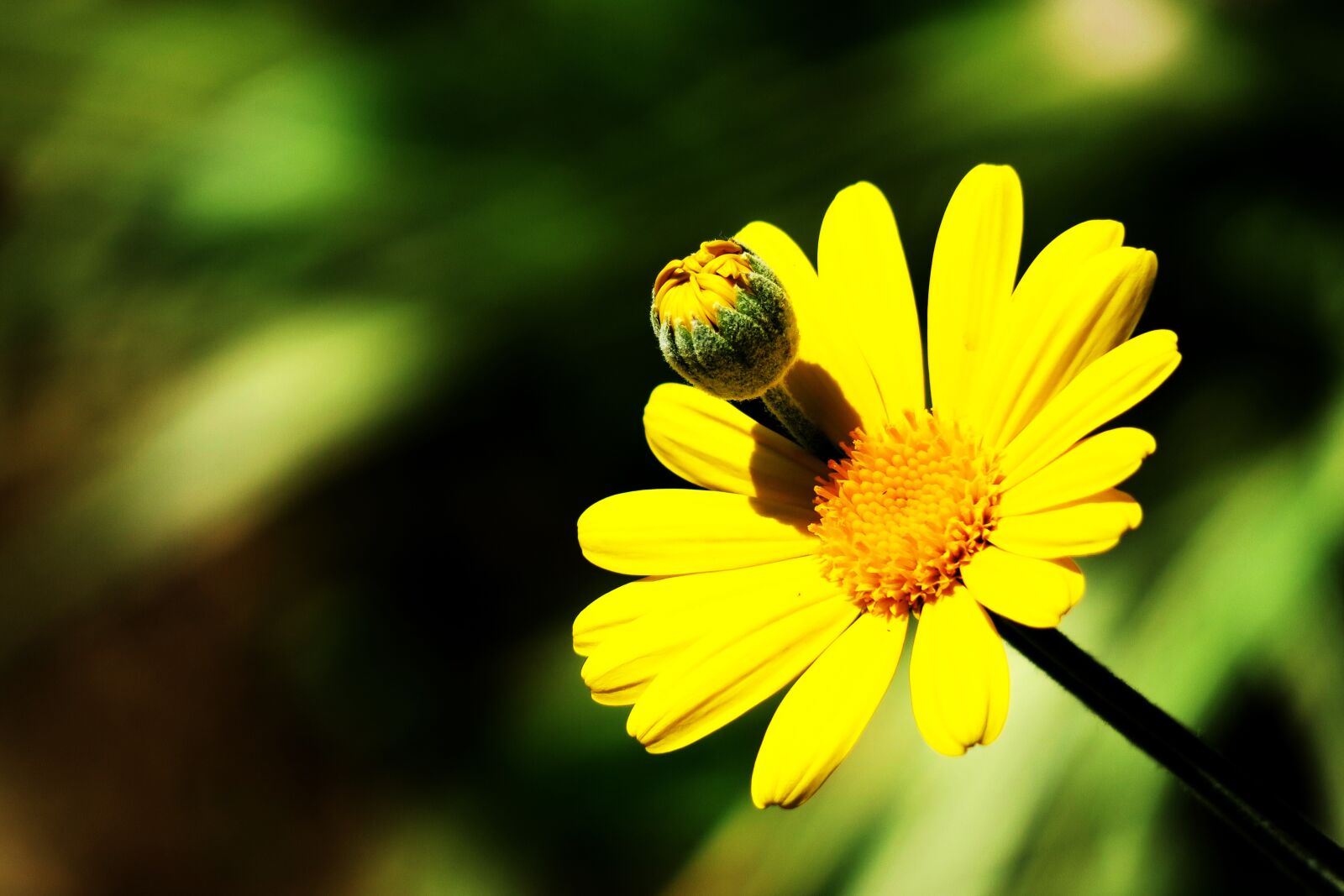 Canon PowerShot G3 X sample photo. Outdoor, nature, flower photography