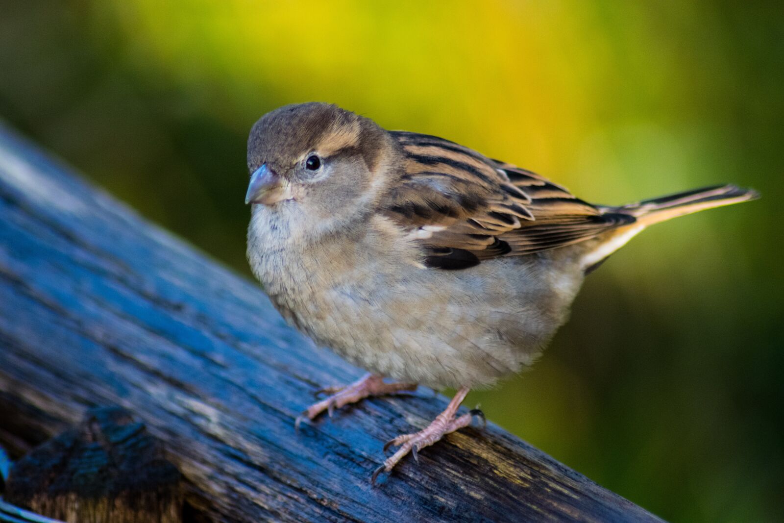 Nikon D3300 sample photo. Wildlife, nature, bird photography