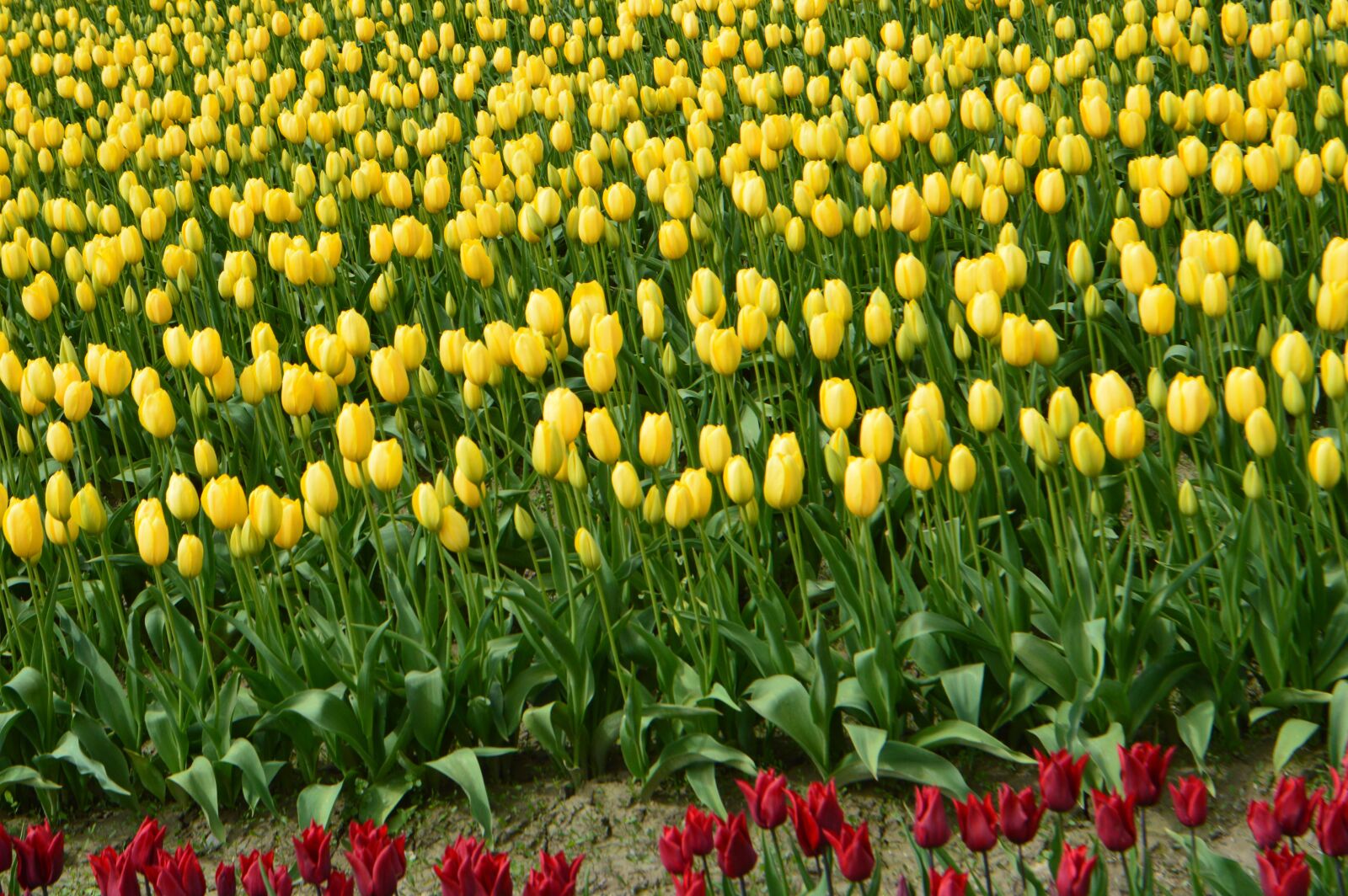 Nikon D3200 sample photo. Tulips, flower of tulip photography